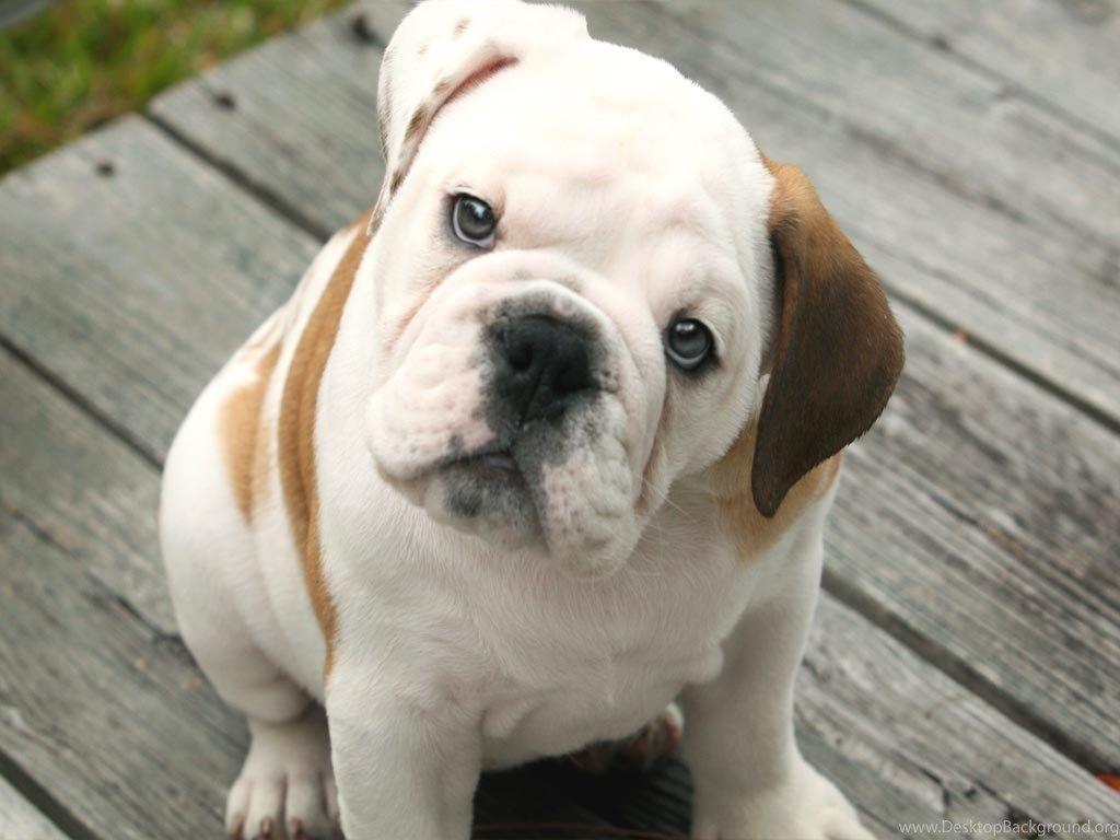 English Bulldog Wallpaper Group , HD Wallpaper