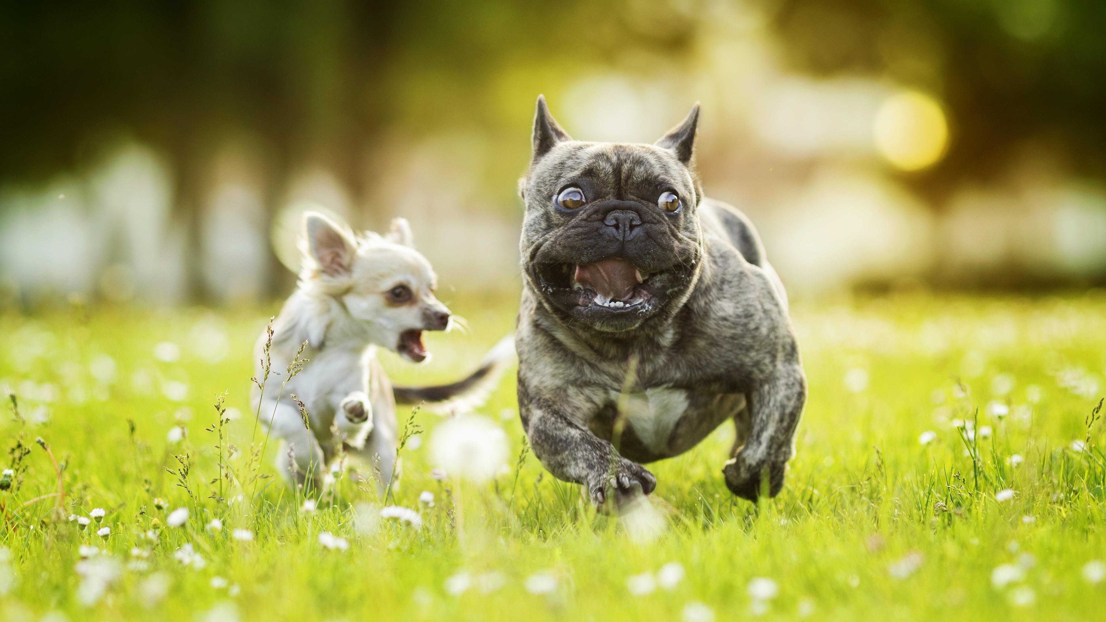 Chihuahua Chasing French Bulldog 4K UltraHD Wallpaper. Wallpaper
