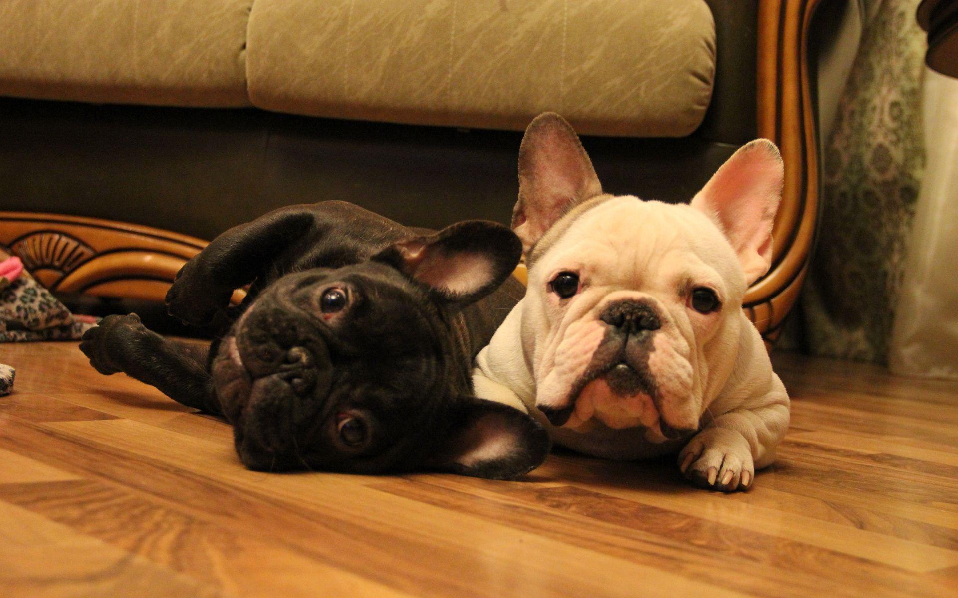 French Bulldog HD Wallpaper