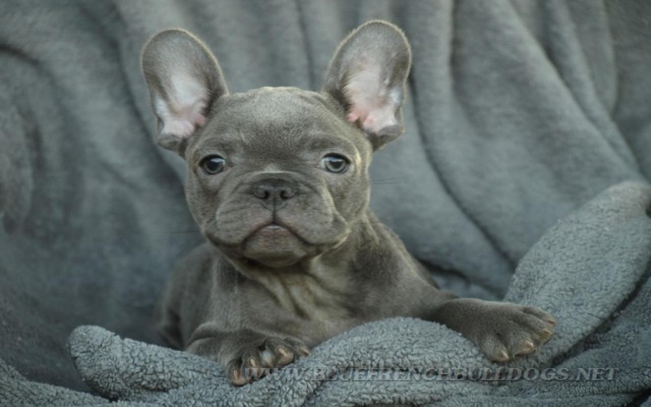 French Bulldog Wallpaper K4513 (640x480)