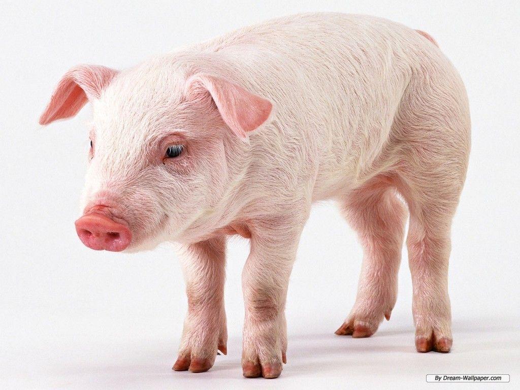 Baby Pigs Wallpaper 1024x768 (163.58 KB)
