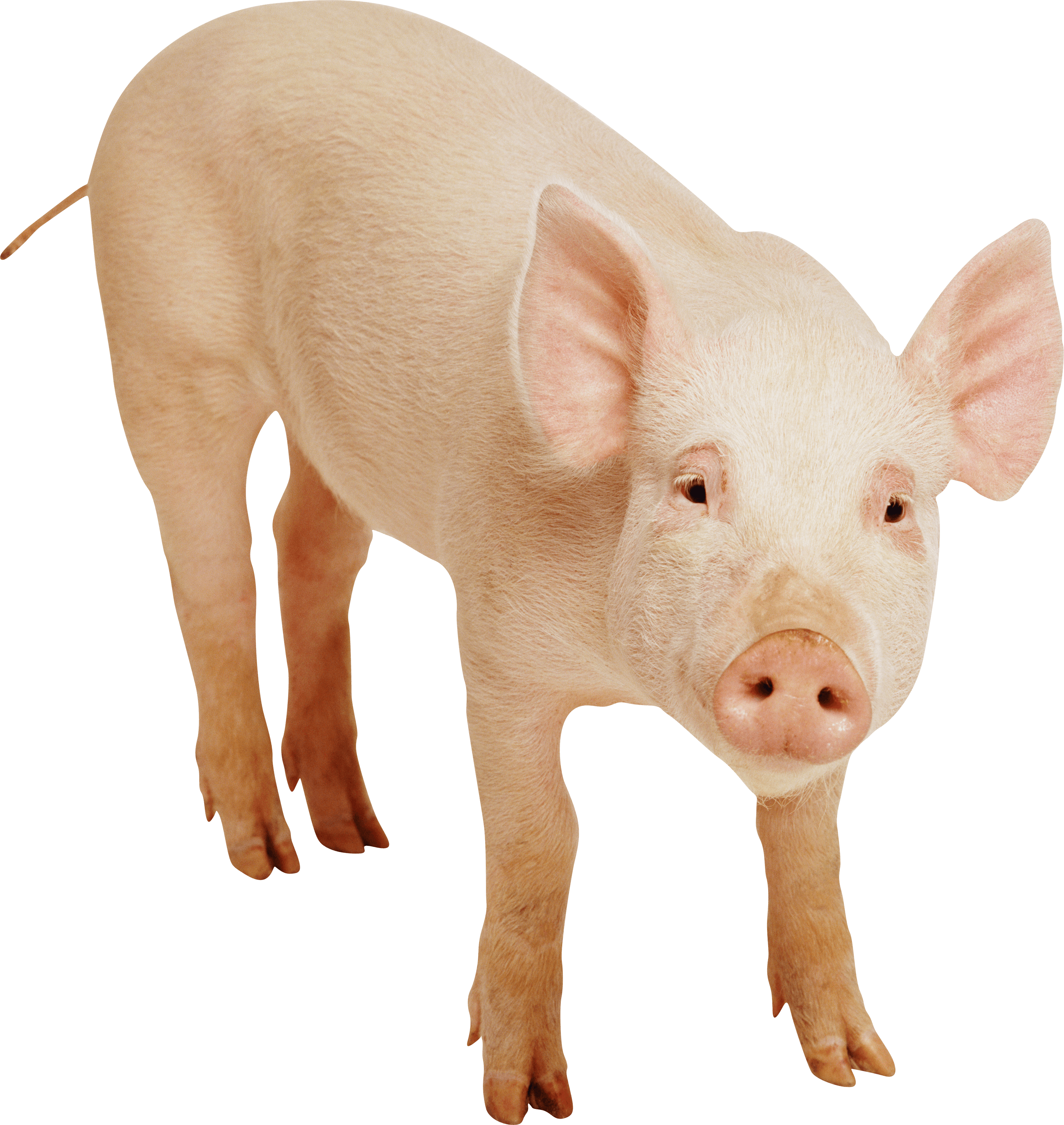 Pig PNG image, free picture download pigs