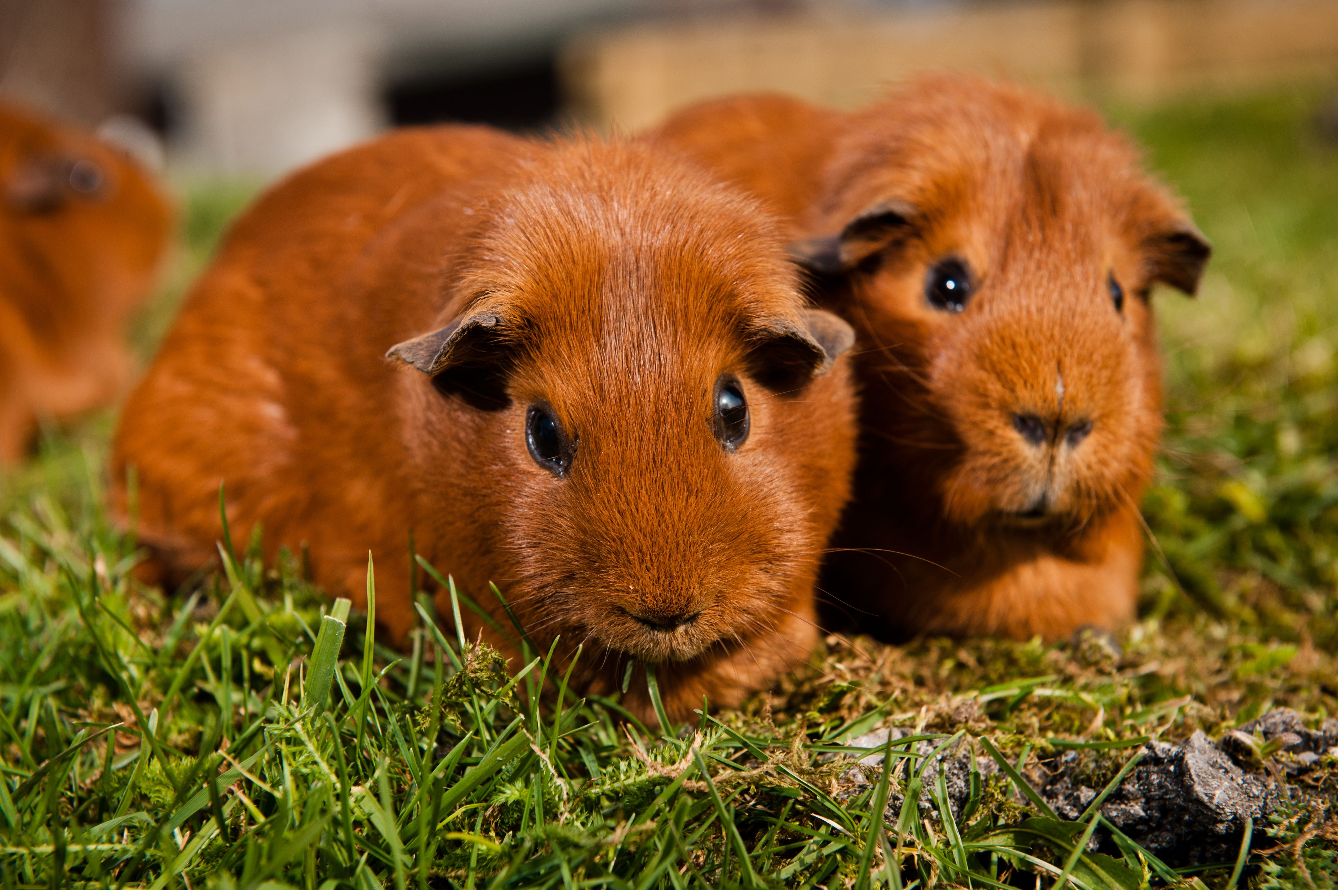 Picture Of Guinea Pigs, Best Guinea Pigs Wallpaper in High Quality