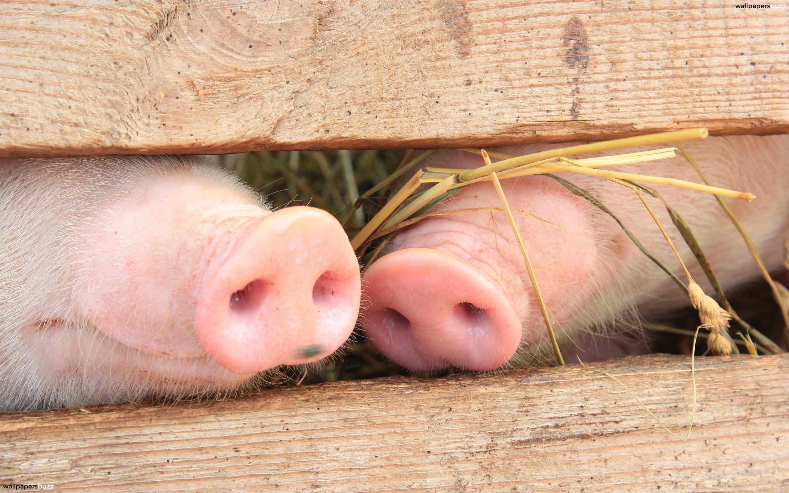Two pig snouts HD Wallpaper