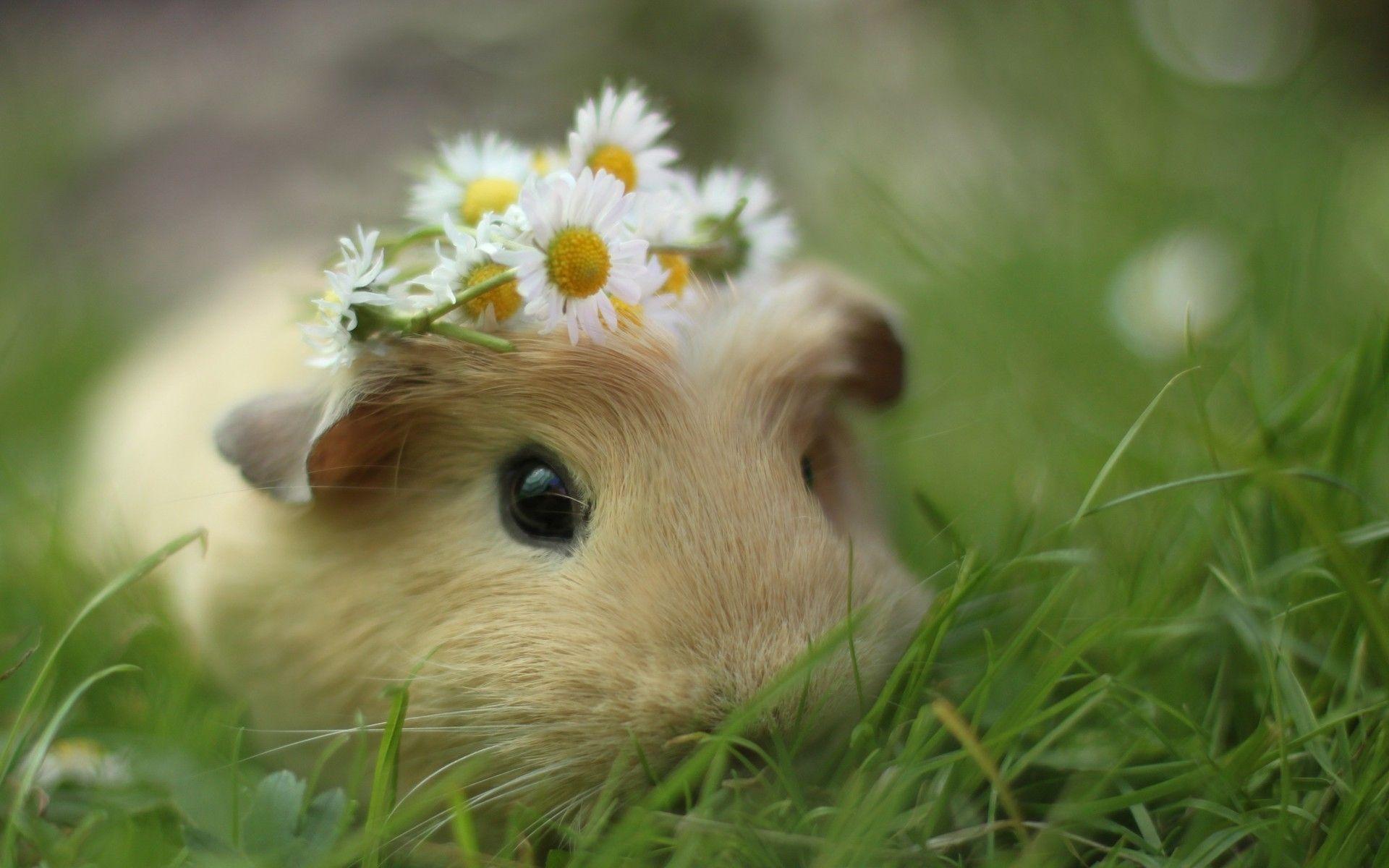 HD Guinea Pigs Wallpaper and Photo. HD Animals Wallpaper
