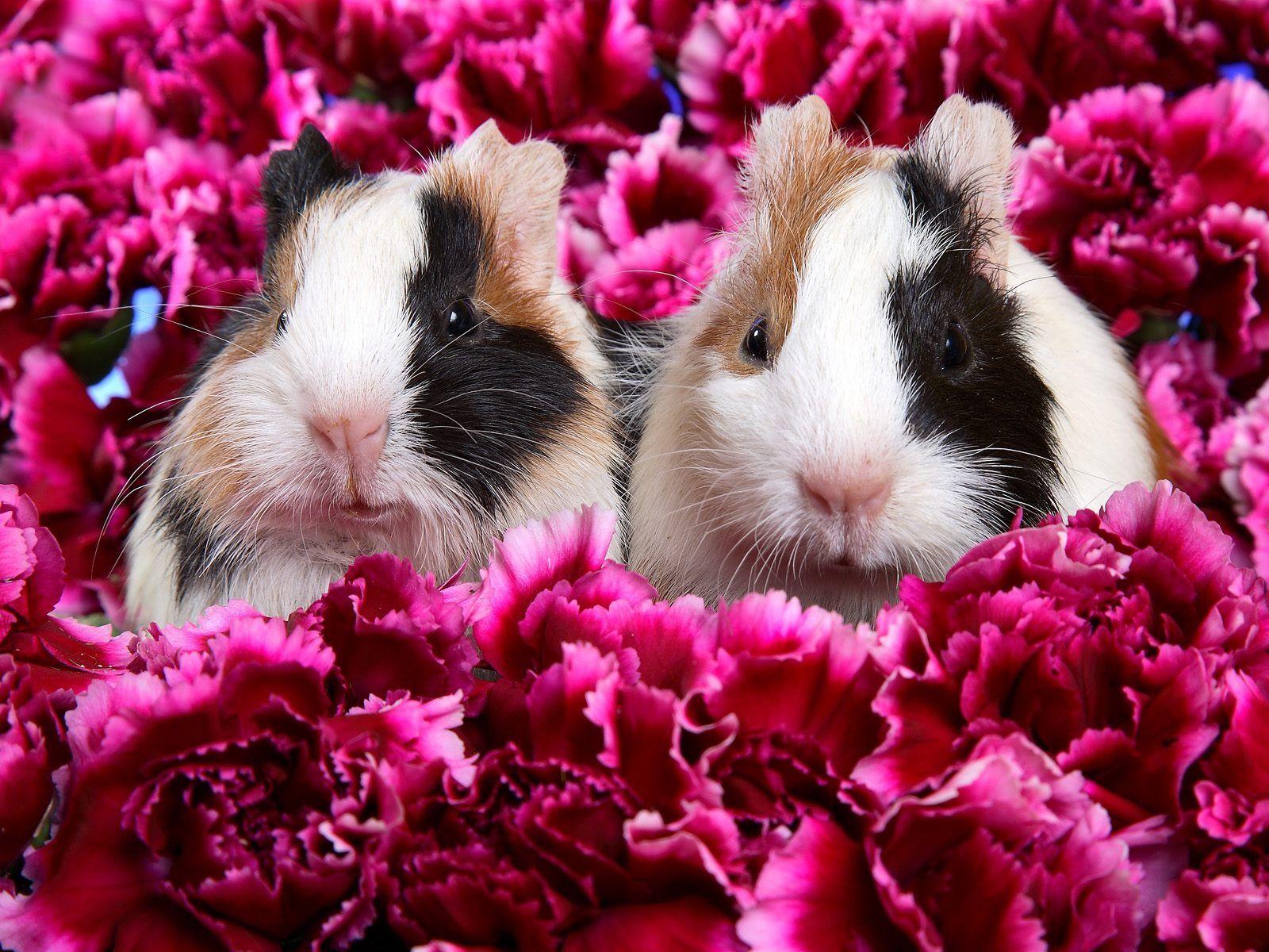 Guinea Pigs Wallpaper in jpg format for free download