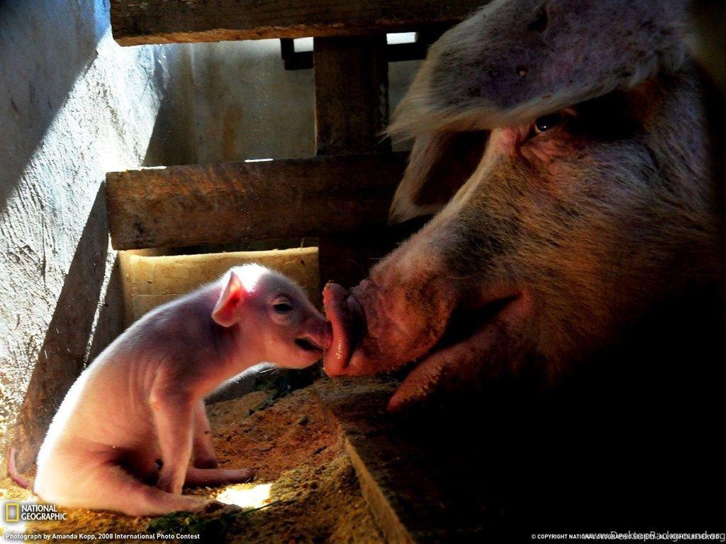 Cute Pigs Wallpaper And Image Wallpaper, Picture, Photo Desktop