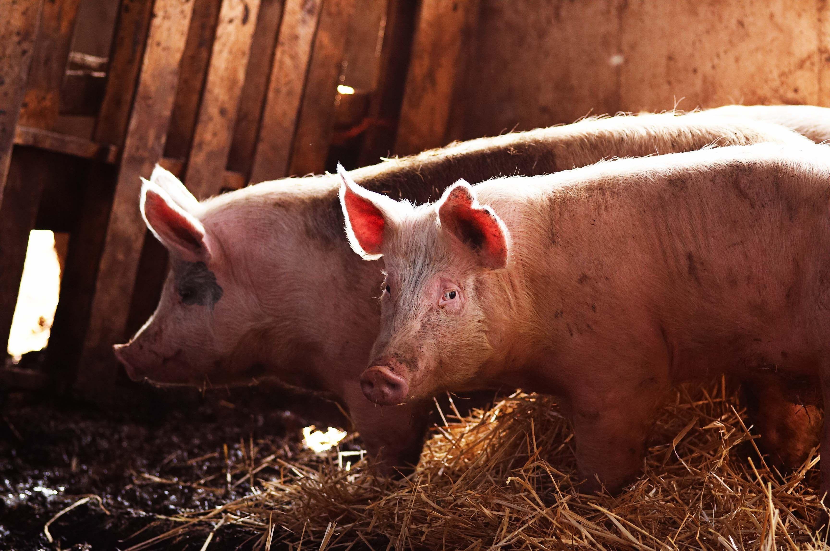 pigs animals wallpaper and background