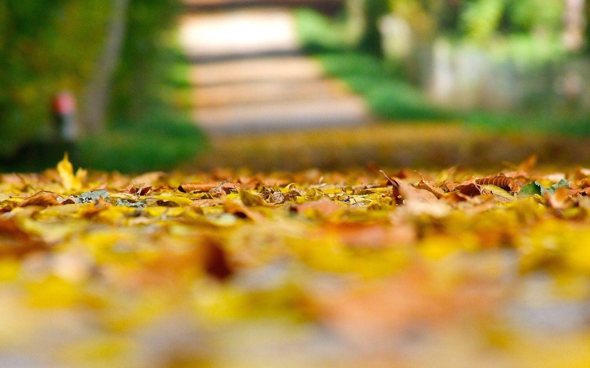 close up autumn yellow leaves leaves land blur background macro