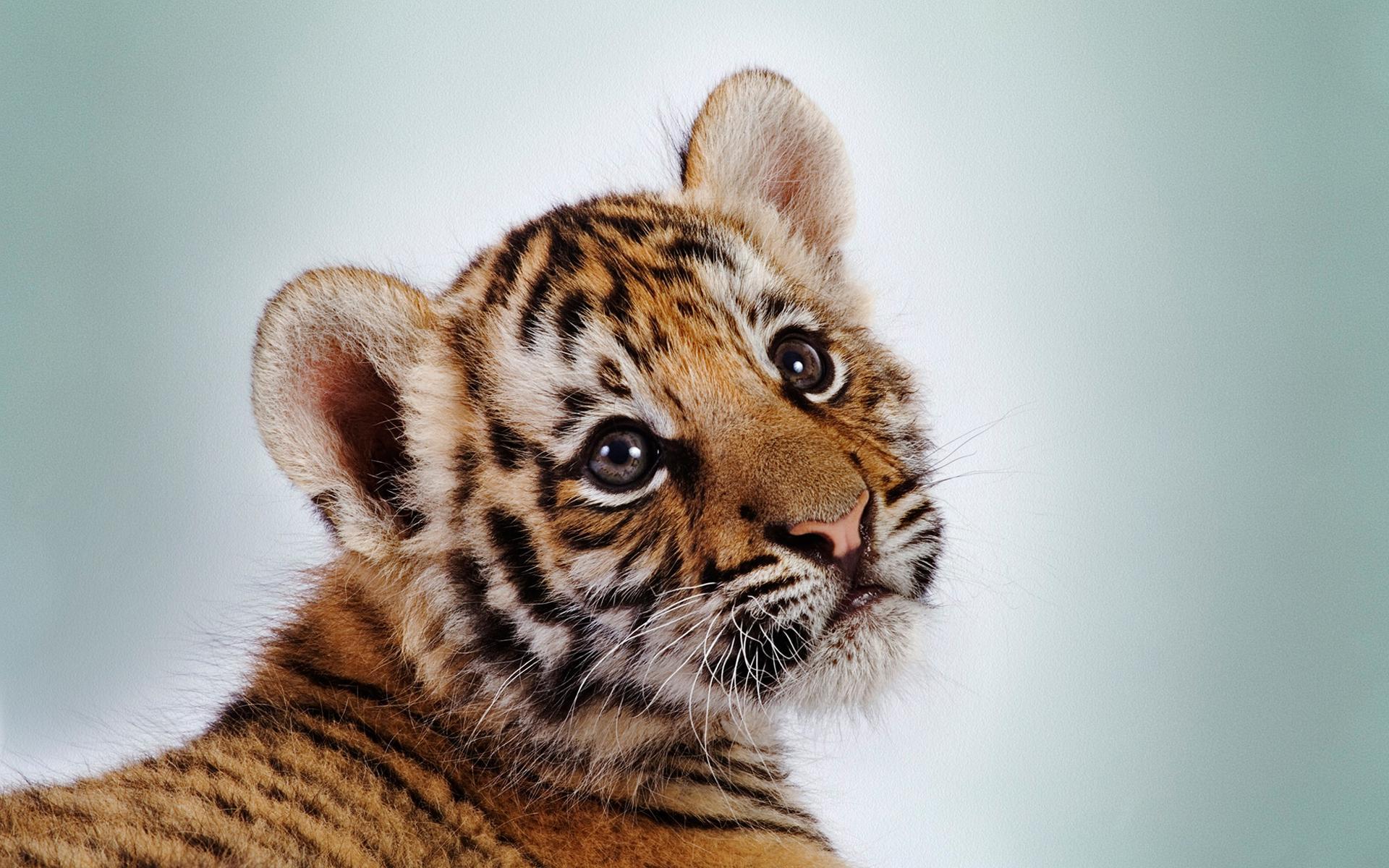 Cute Tiger Wallpaper  Download to your mobile from PHONEKY