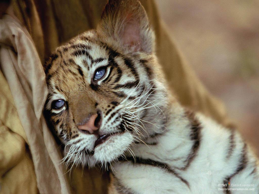 47+] Cute Baby Tiger Wallpapers