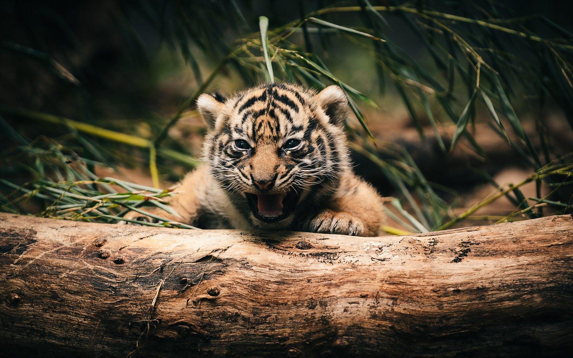 Tiger Cub Wallpaper. HD Animals. Tiger wallpaper, Tiger cub, Animals