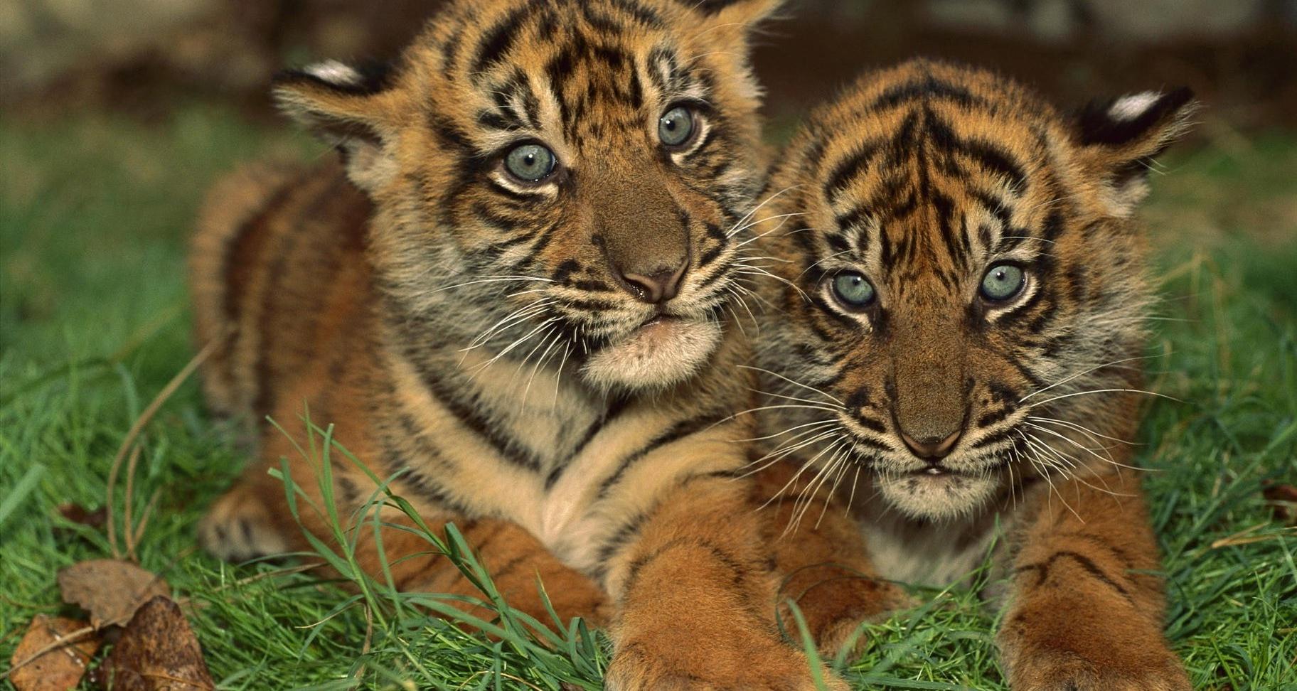 Displaying Baby Tigers Picture for Your Website on Animal Picture