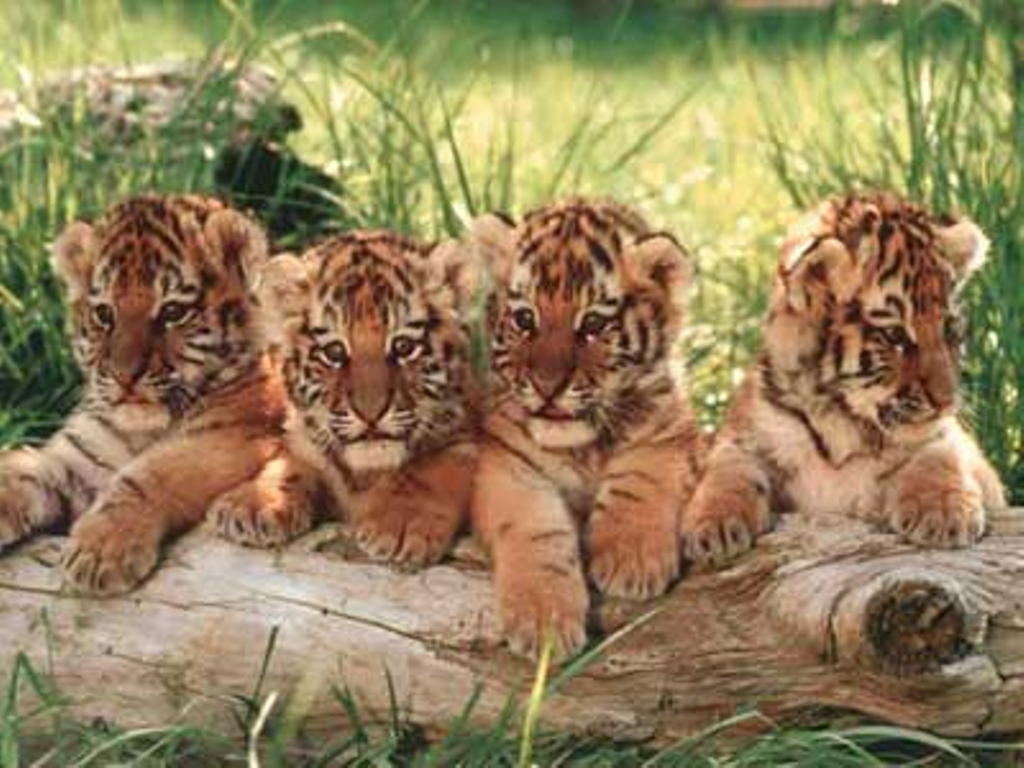 little Tiger. Little tigers Little Tigers Wallpaper. Tiger. Baby