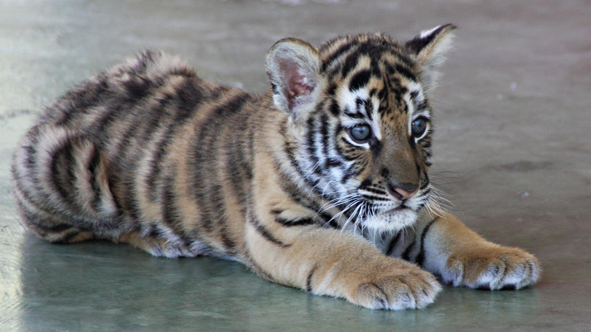 Cute Baby Tiger Wallpaper 25267