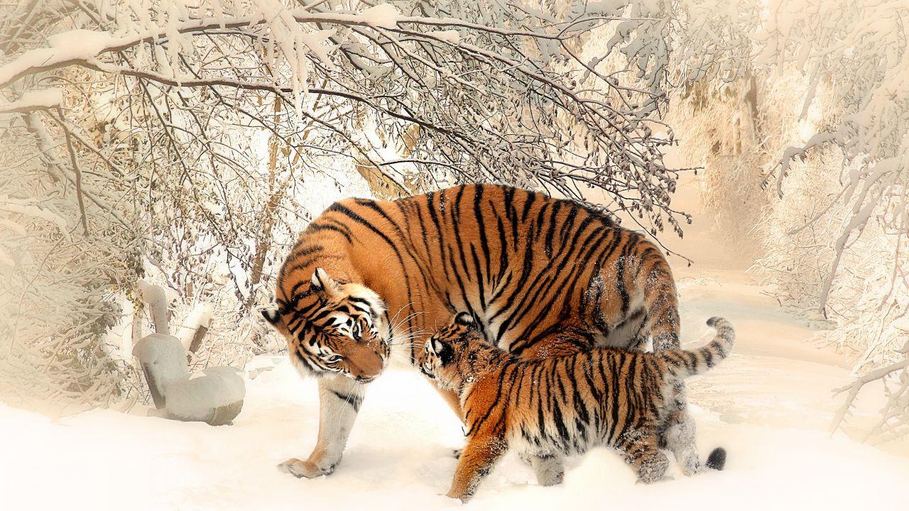 Wallpapers Tiger, Tiger cub, Baby tiger, Snow, 4K, Animals,