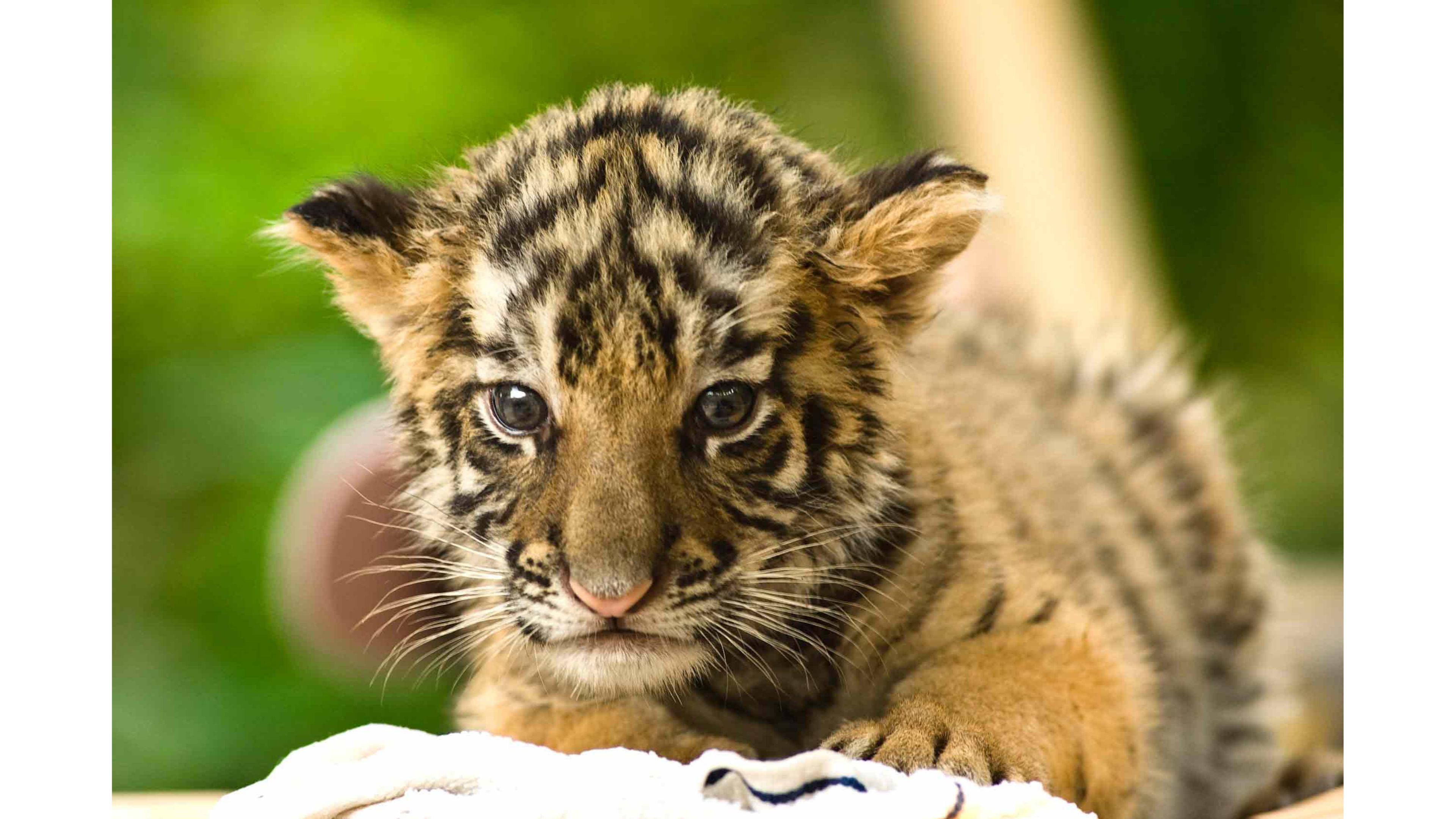 Cute baby tigers wallpapers.