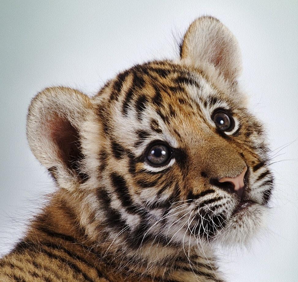 Picture of Baby Tiger on Animal Picture Society