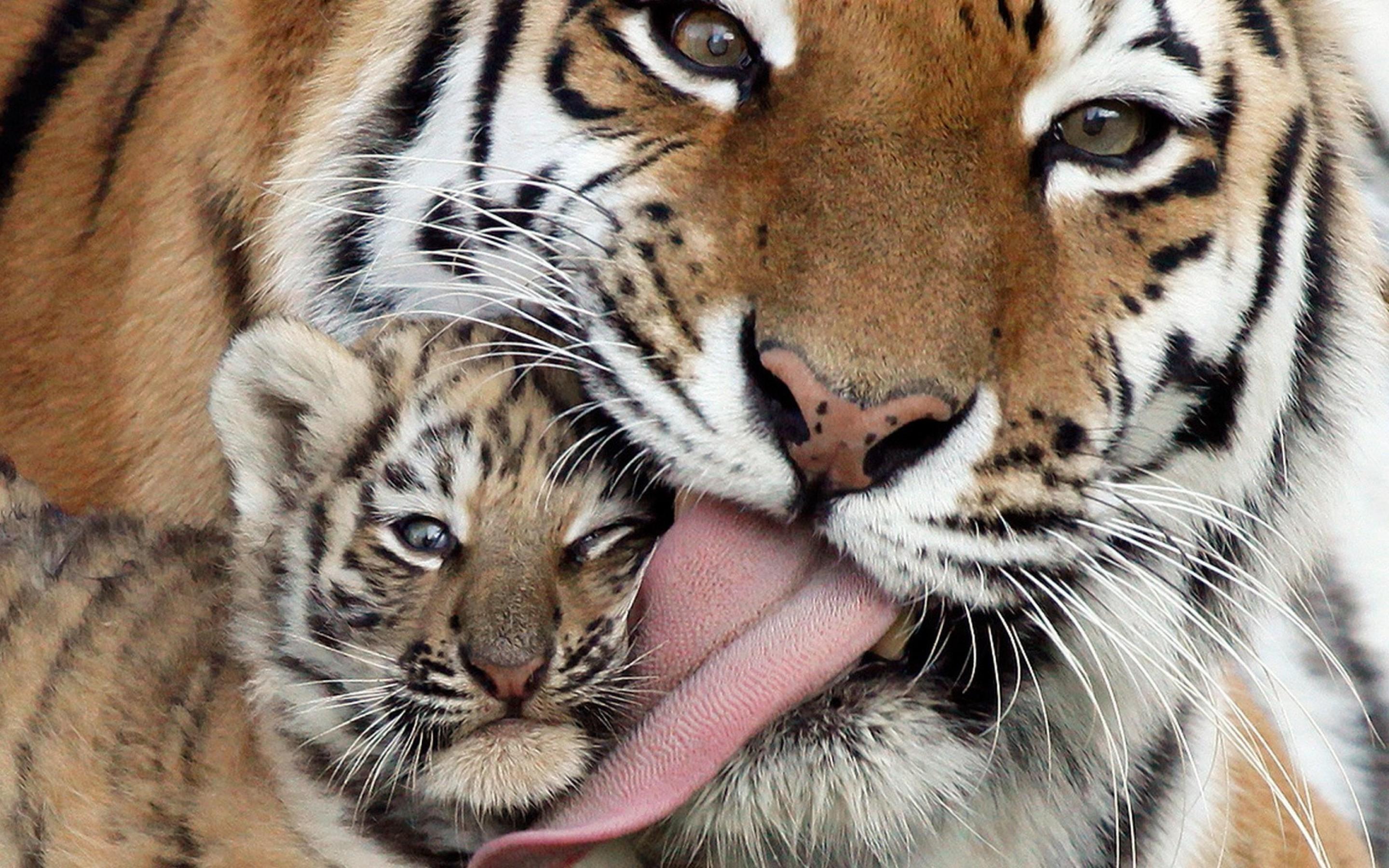 Tigers and Baby Tigers Wallpaper HD / Desktop and Mobile Background