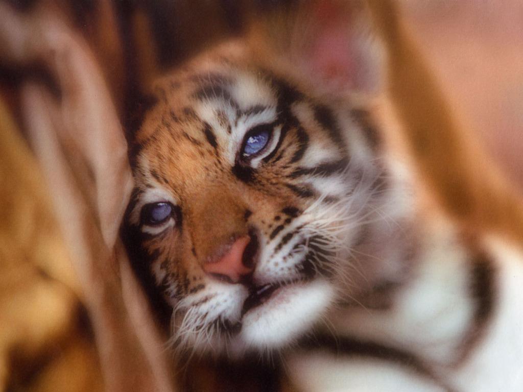1024x768px Cute Baby Tiger Wallpaper