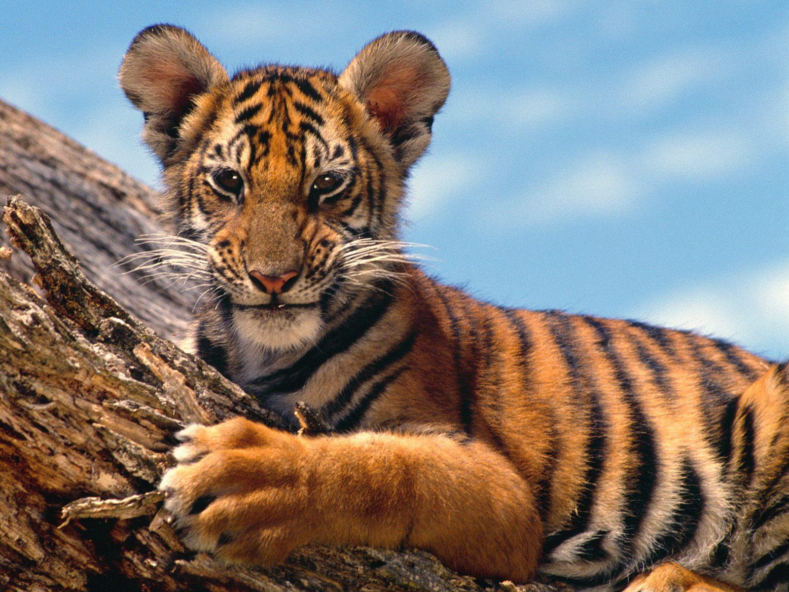 Baby tiger Wallpaper Mobile Pics 1600x1200