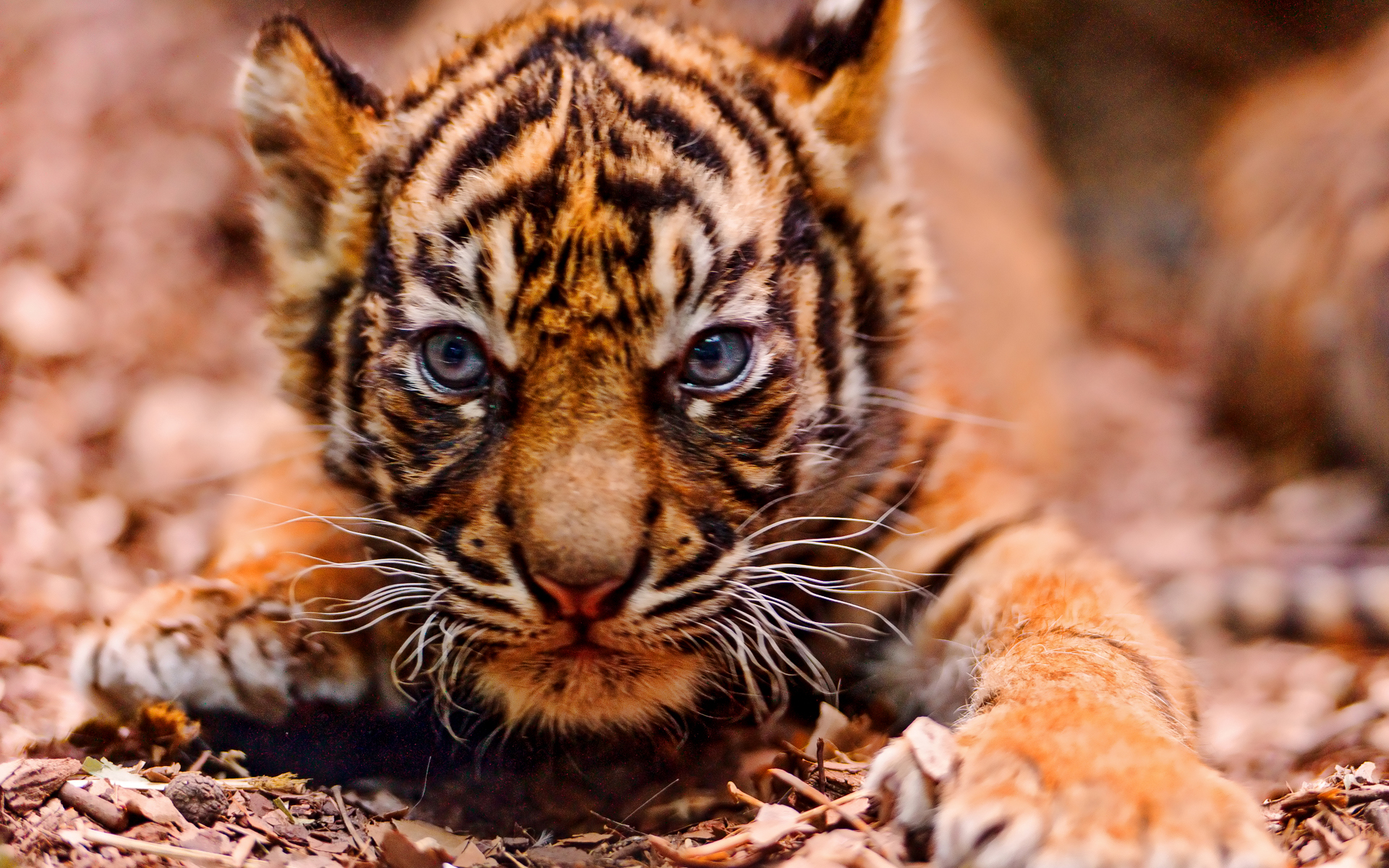 Free Baby Tiger Wallpaper Image
