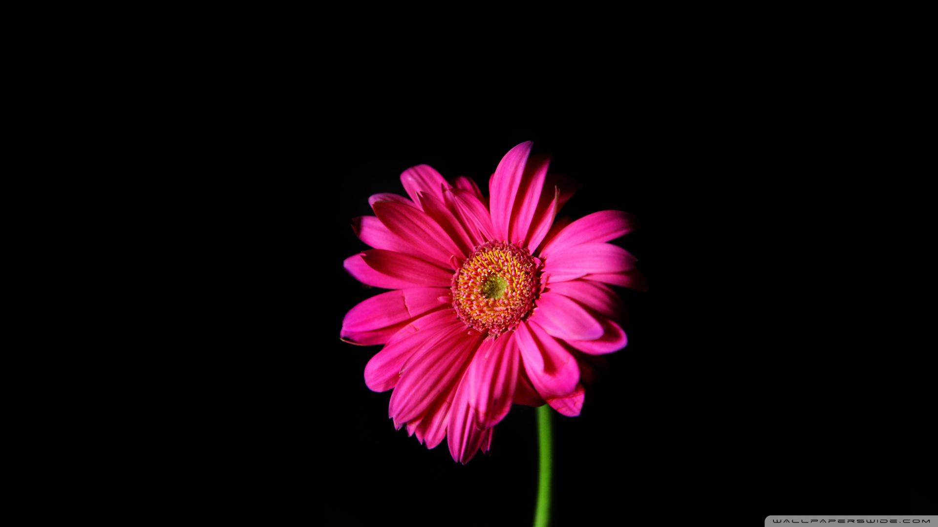 Hot Pink Gerber Daisy ❤ 4K HD Desktop Wallpaper for 4K Ultra HD TV