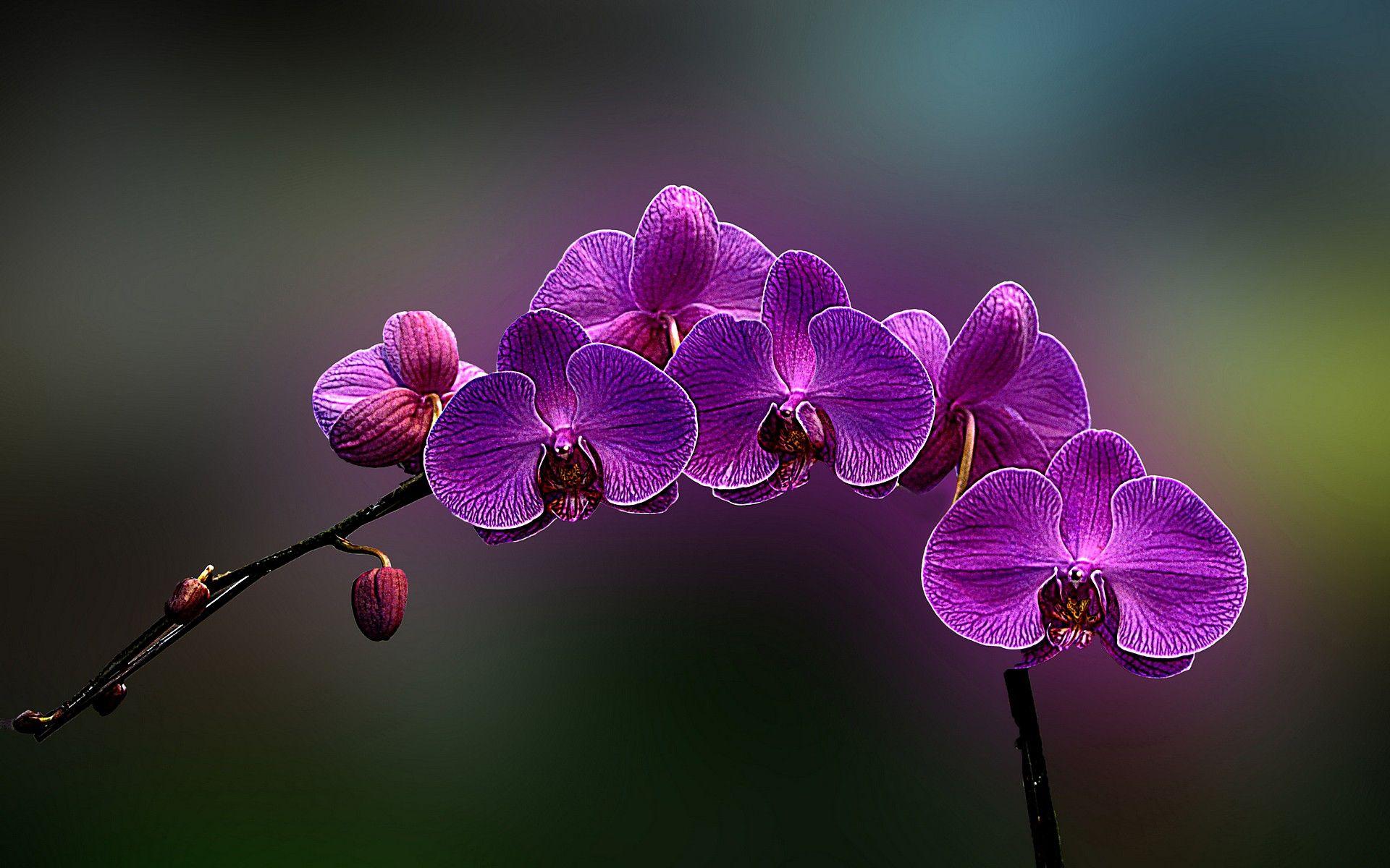 Types of Purple Flowers. flowers orchids wallpaper flower
