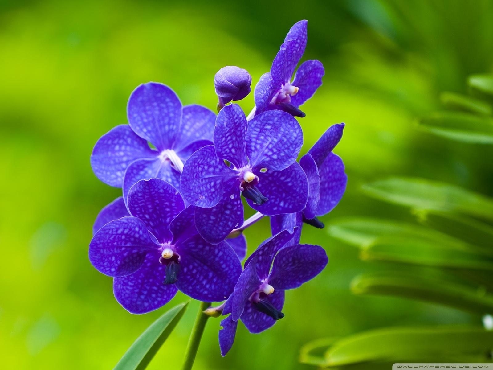Blue Orchids ❤ 4K HD Desktop Wallpaper for 4K Ultra HD TV • Tablet