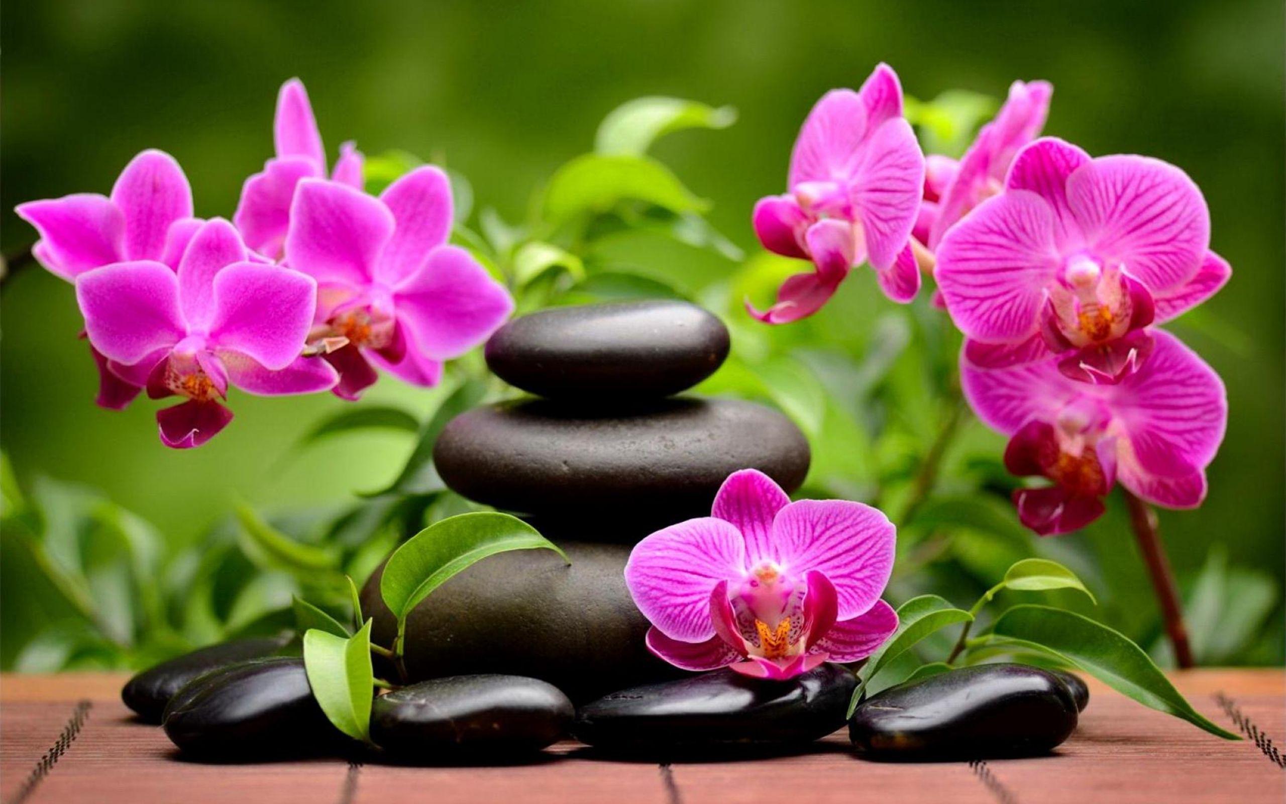 Spa Orchids Wallpaper Free Spa Orchids Background