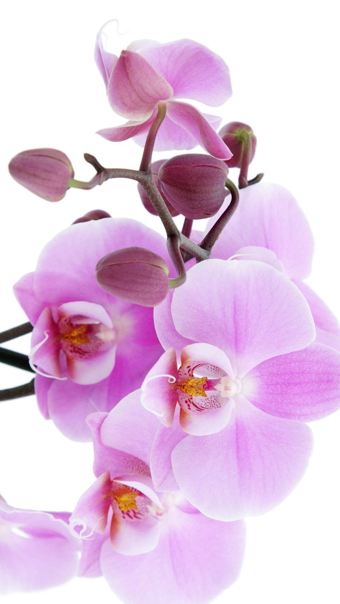 Pure Pink Orchid iPhone 6 wallpaper. Orchid wallpaper, Flower