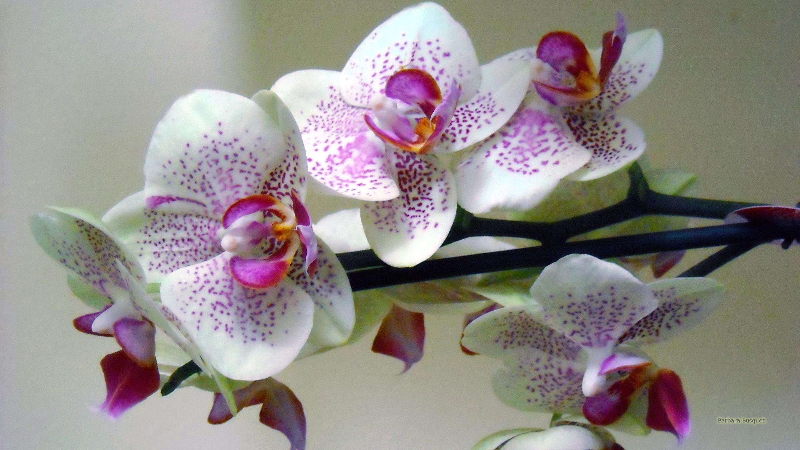 White orchid wallpaper HD Wallpaper