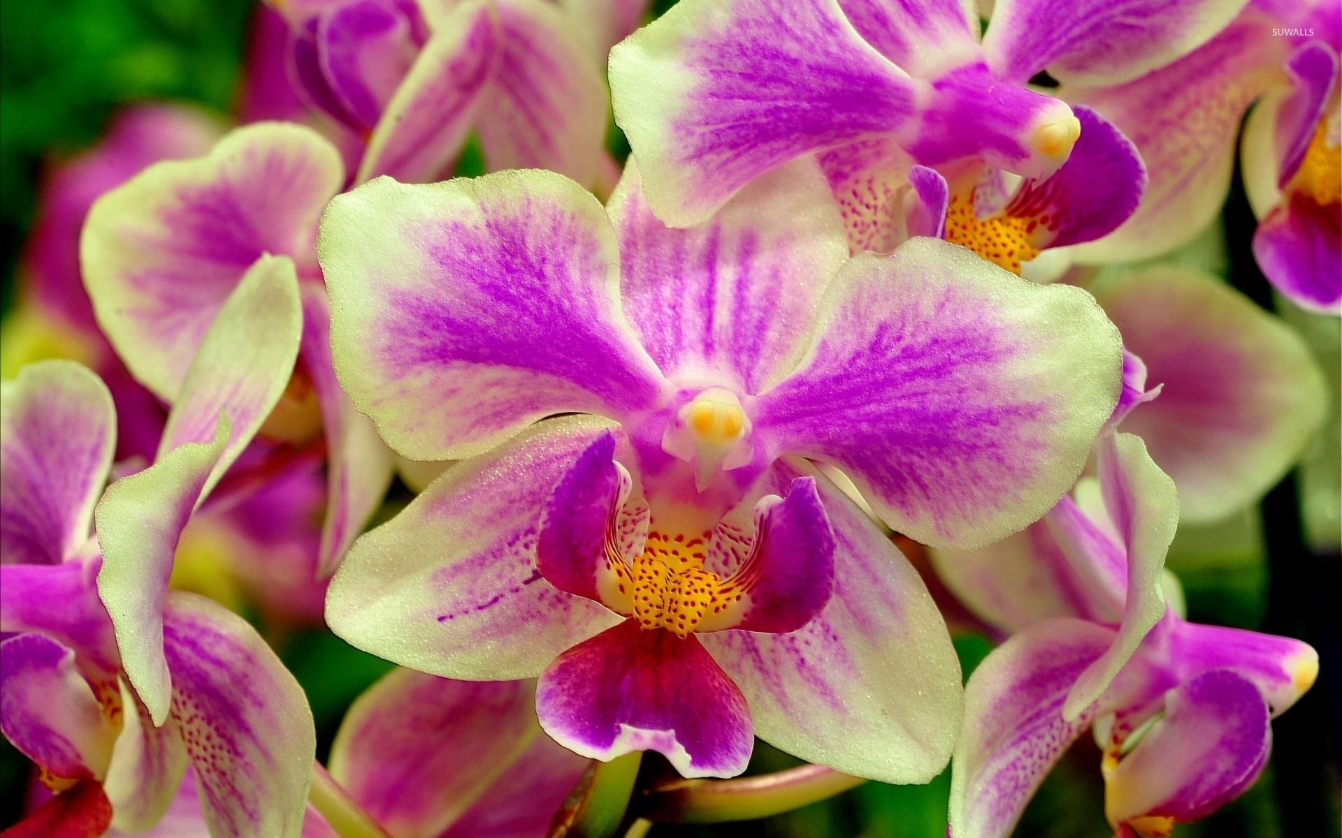 White and purple orchids wallpaper wallpaper