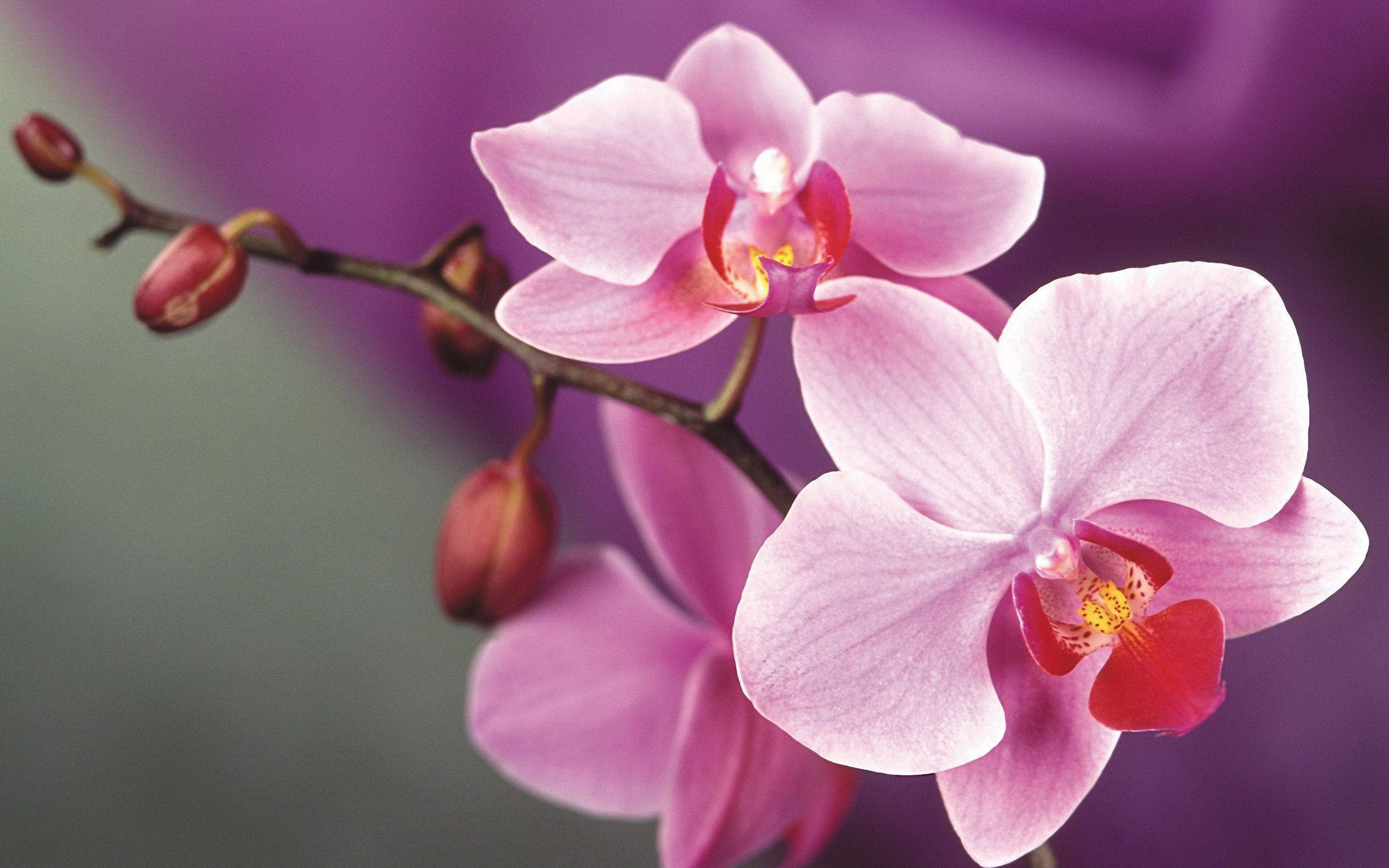 Beautiful Pink orchid Flower Wallpaper