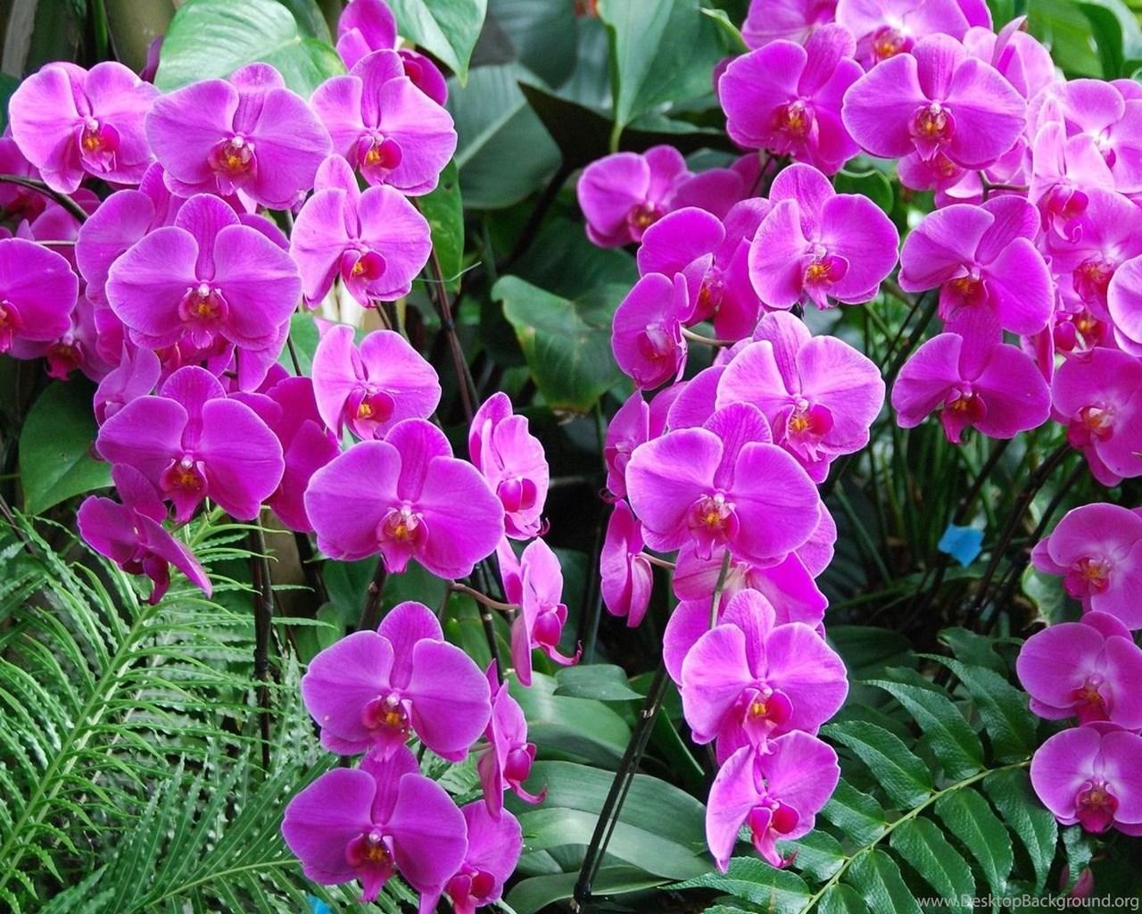Purple Orchids Wallpaper Flower Wallpaper Desktop Background