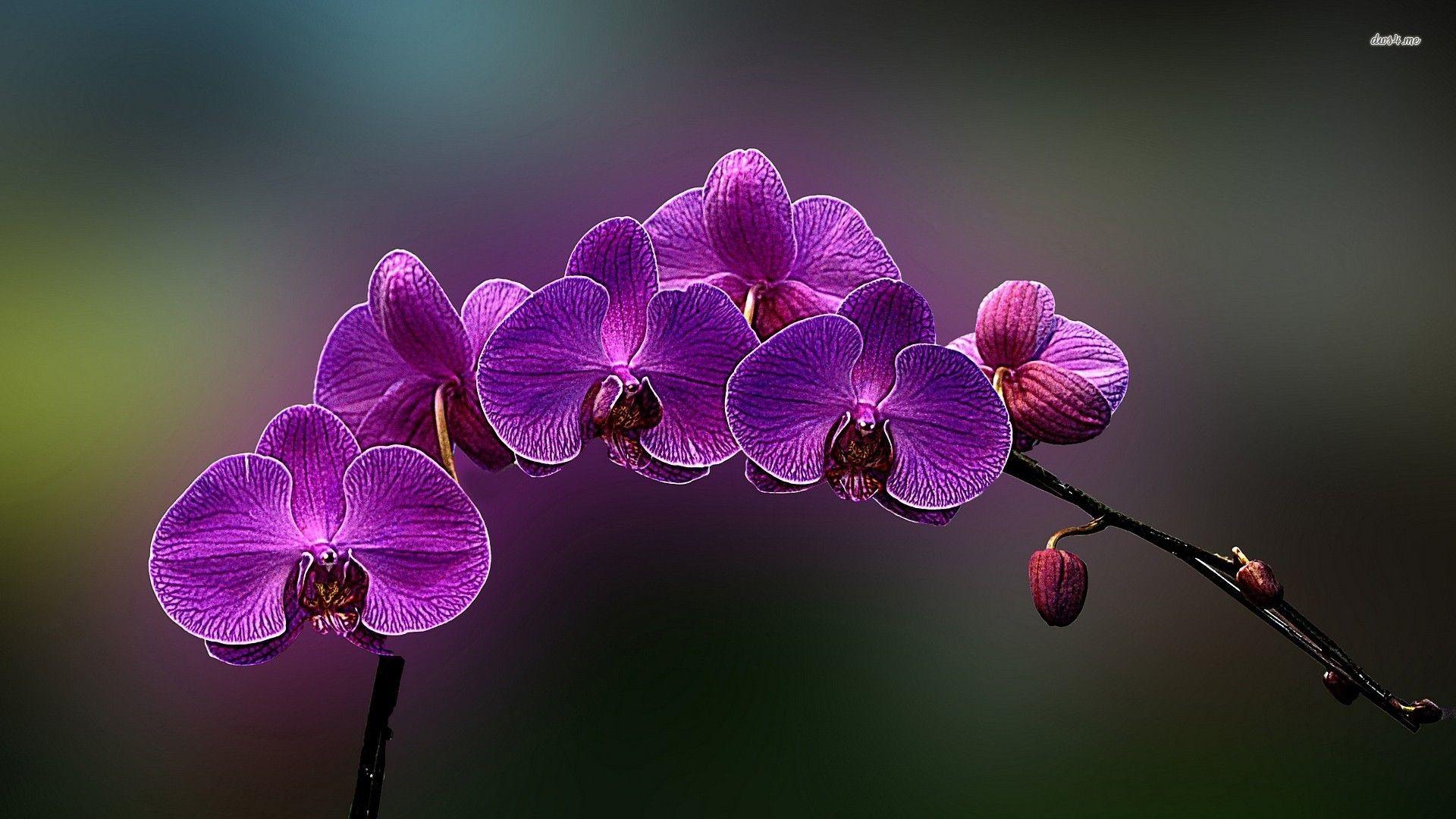Purple Orchid Wallpaper background picture
