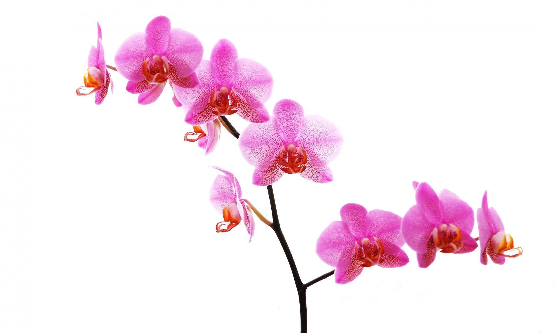 Branch Of Orchids Wallpaper 1 X 1150