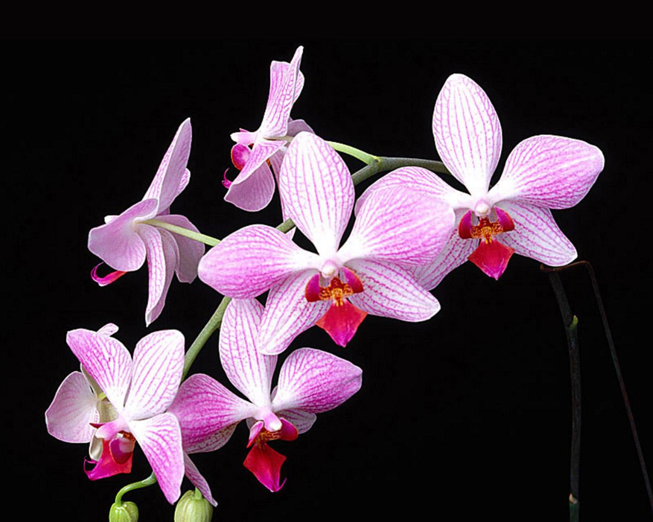 Wild Orchids Wallpaper Free HD Background Image Picture