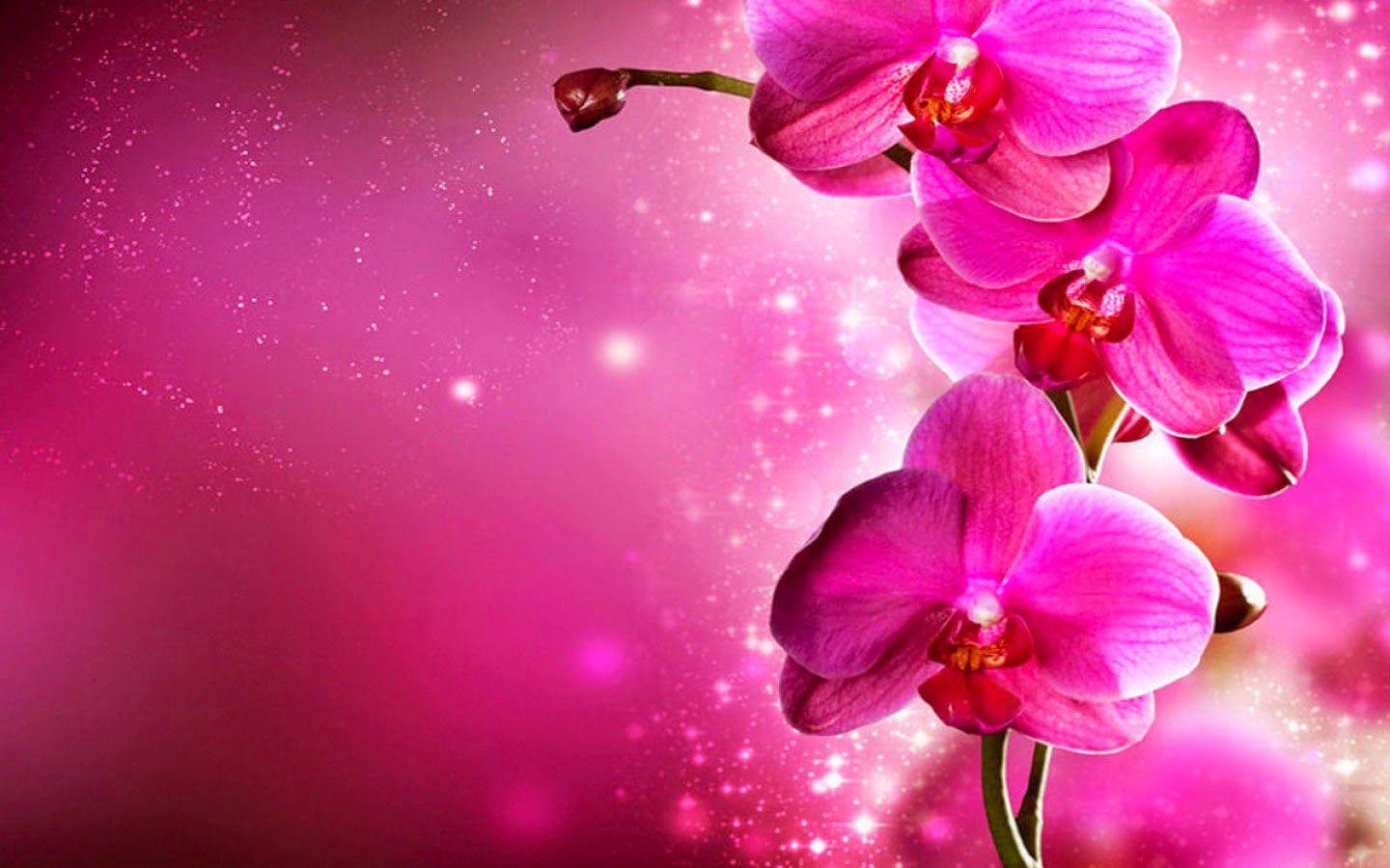 Pink Orchids Flowers Image HD Wallpaper free Download. HD