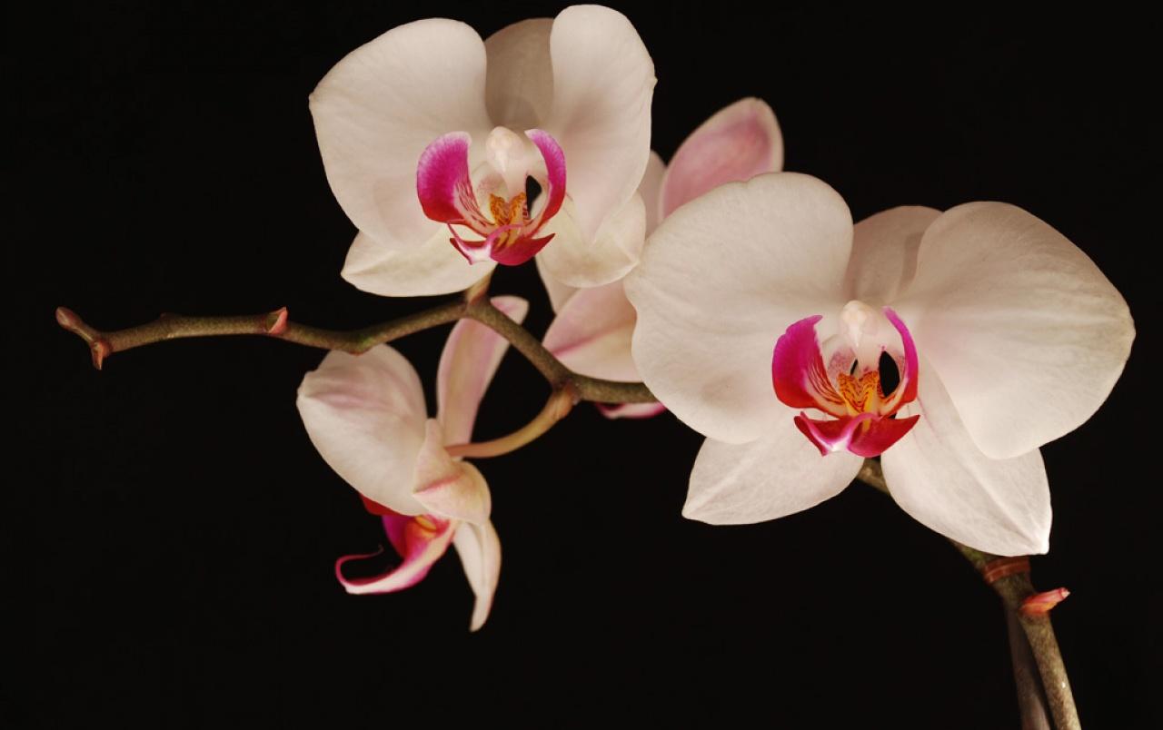 Late night orchids wallpaper. Late night orchids