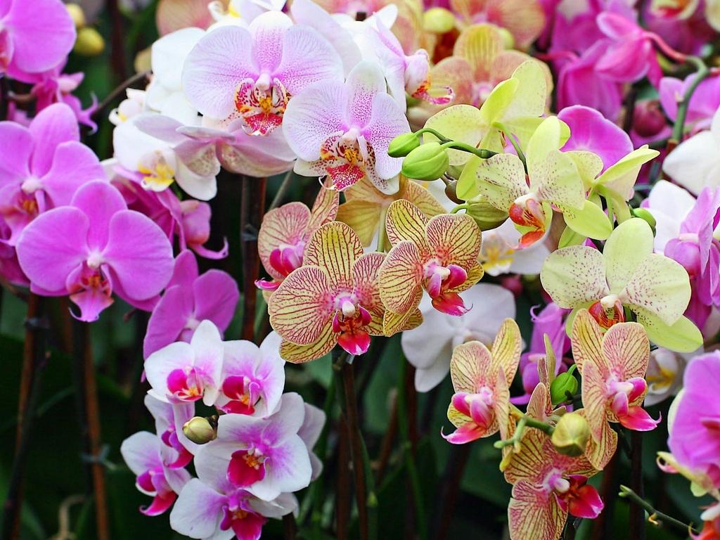 Download wallpaper 1024x768 orchids, flowers, colorful, different