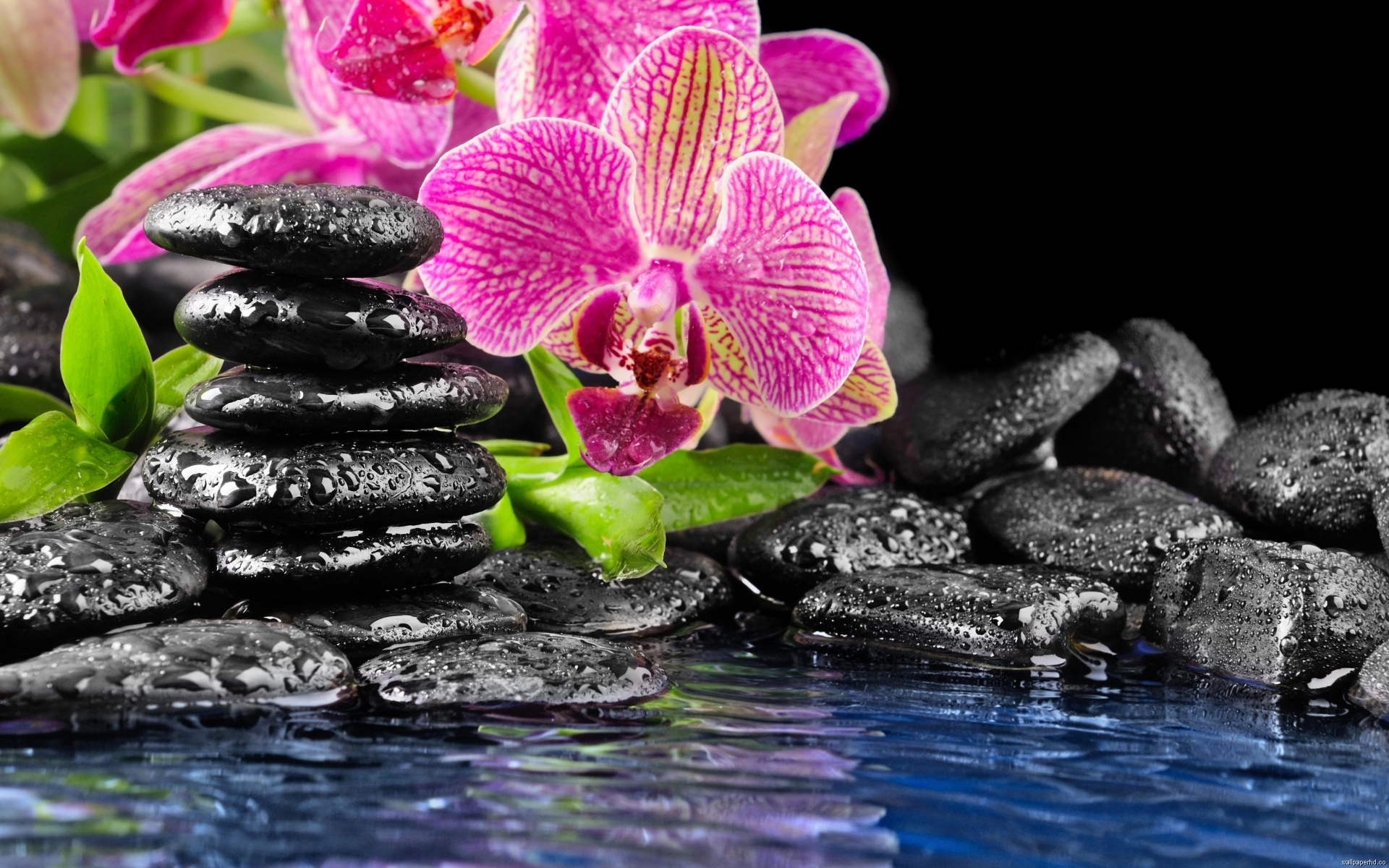 Free Orchids Wallpaper Computer Direct HD Download