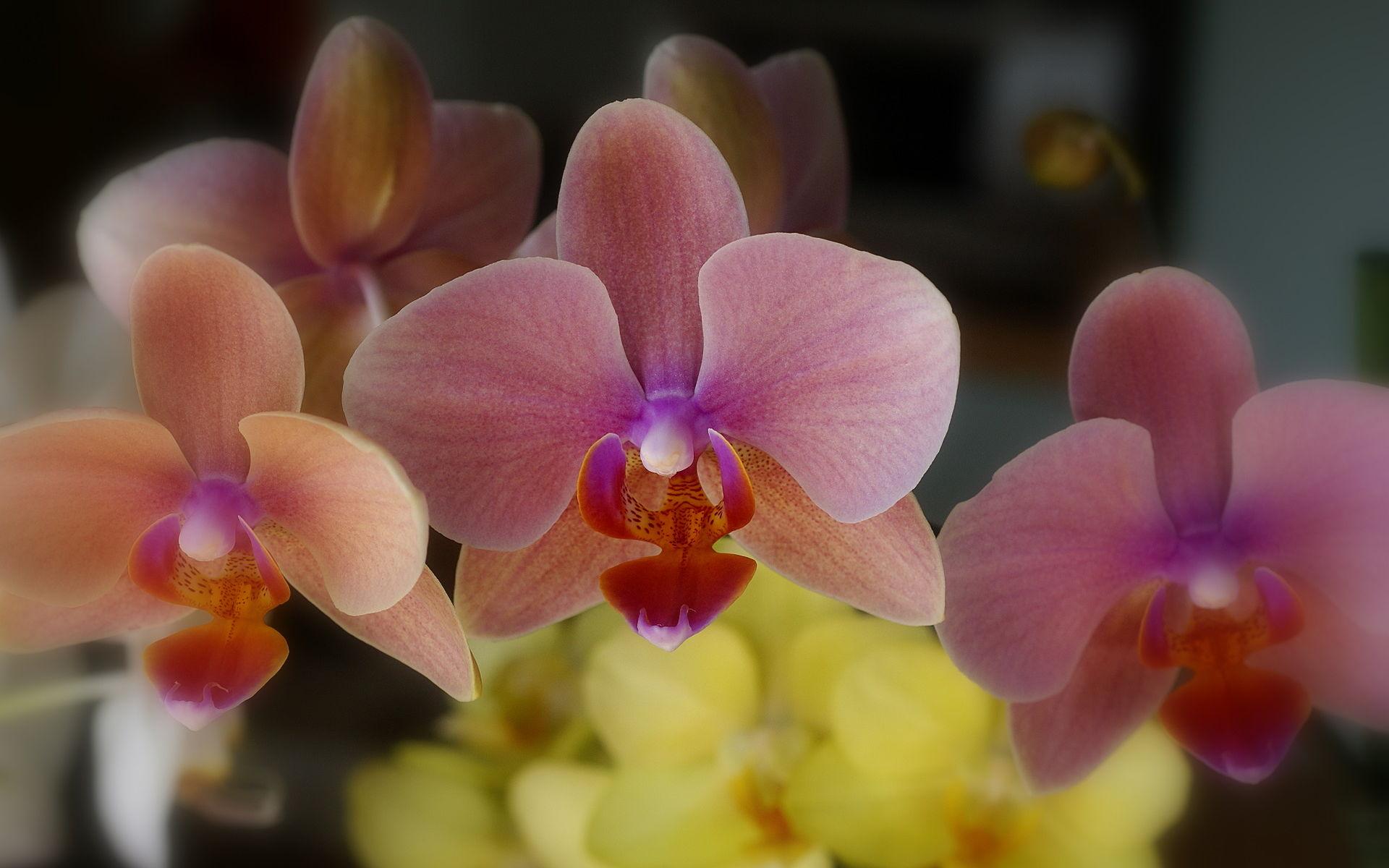 Orchid flower, Orchids photo wallpaper for your desktop