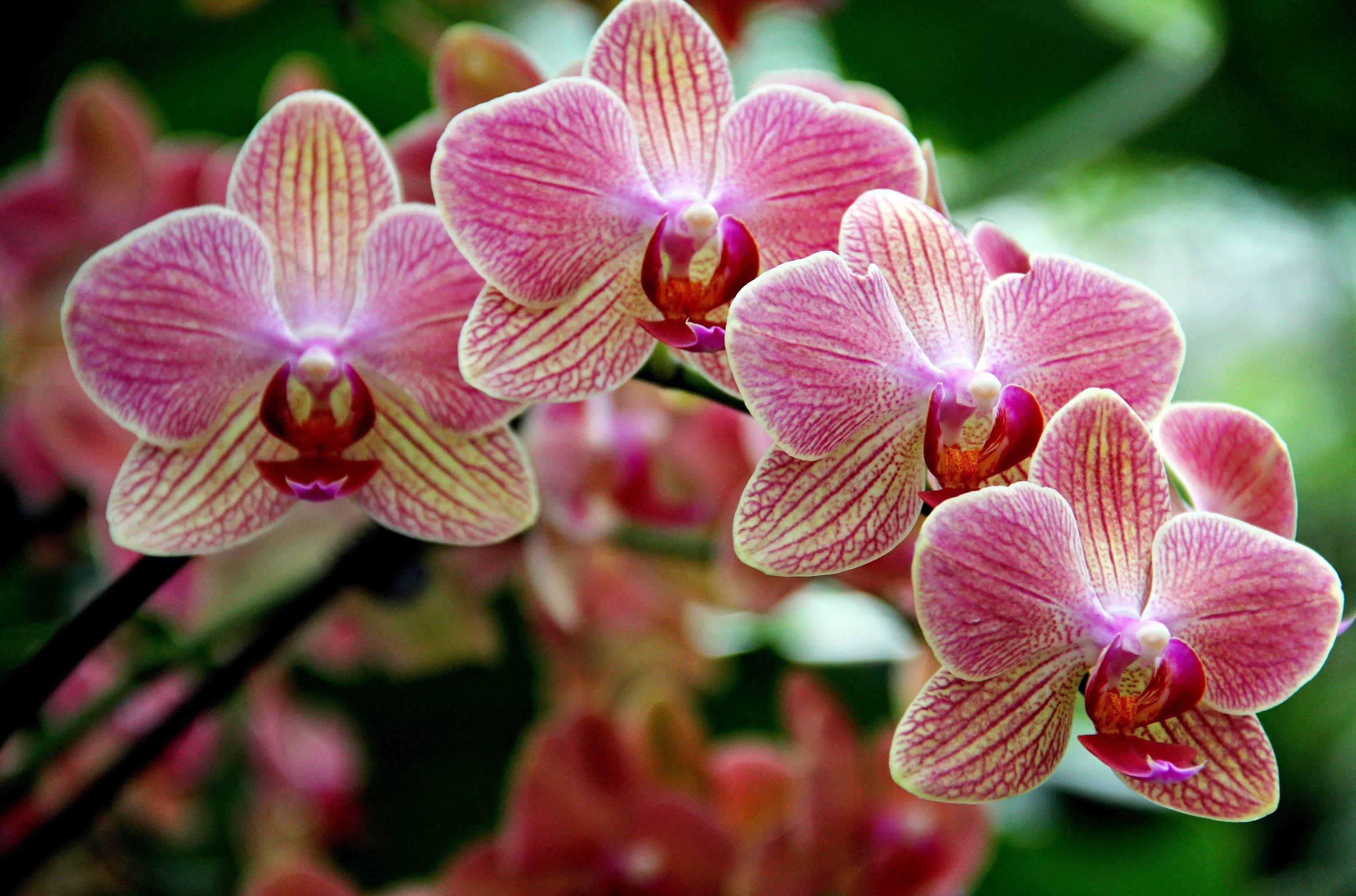 Orchids HD Wallpaper free
