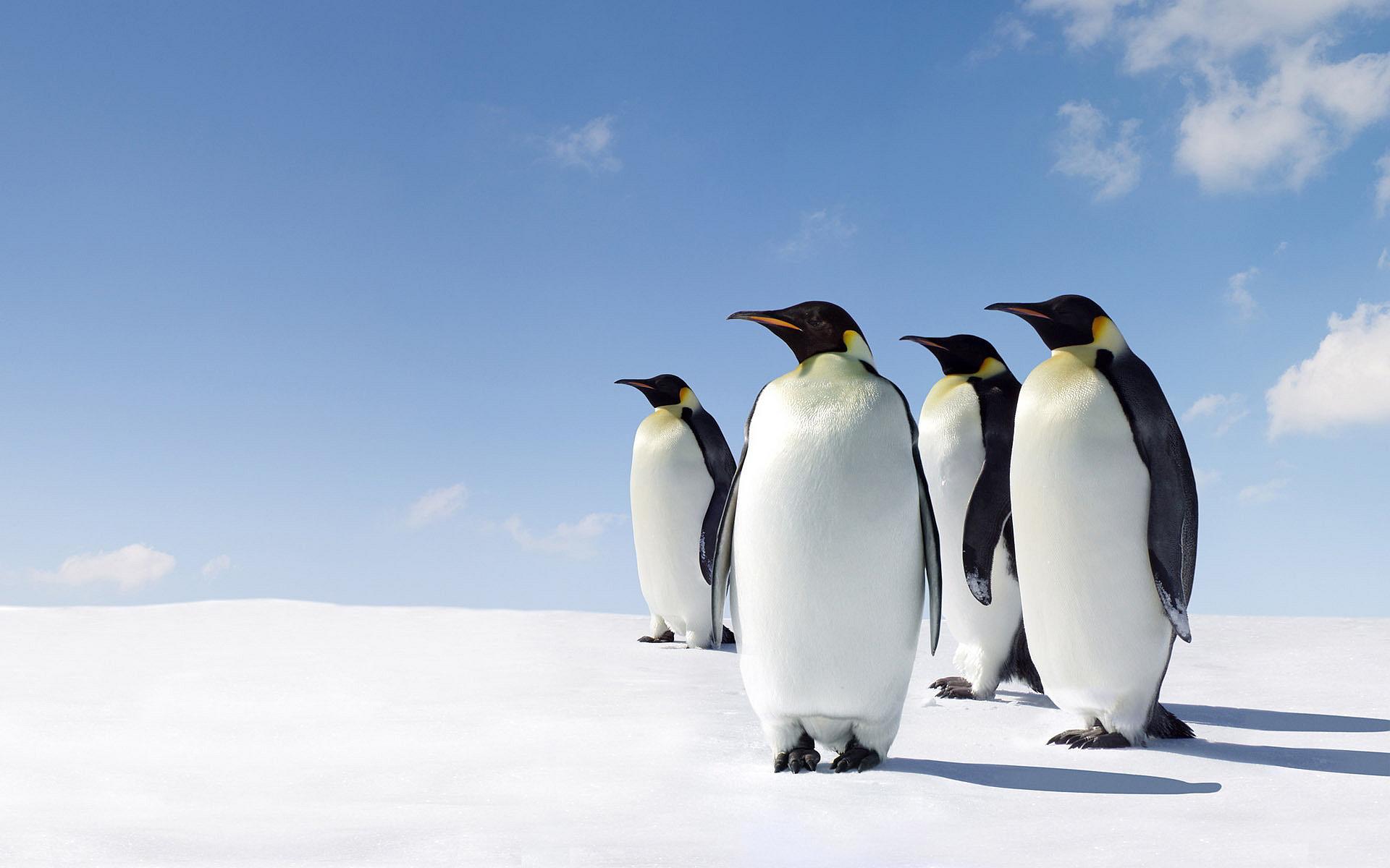 Penguins HD Wallpaper, Background Image