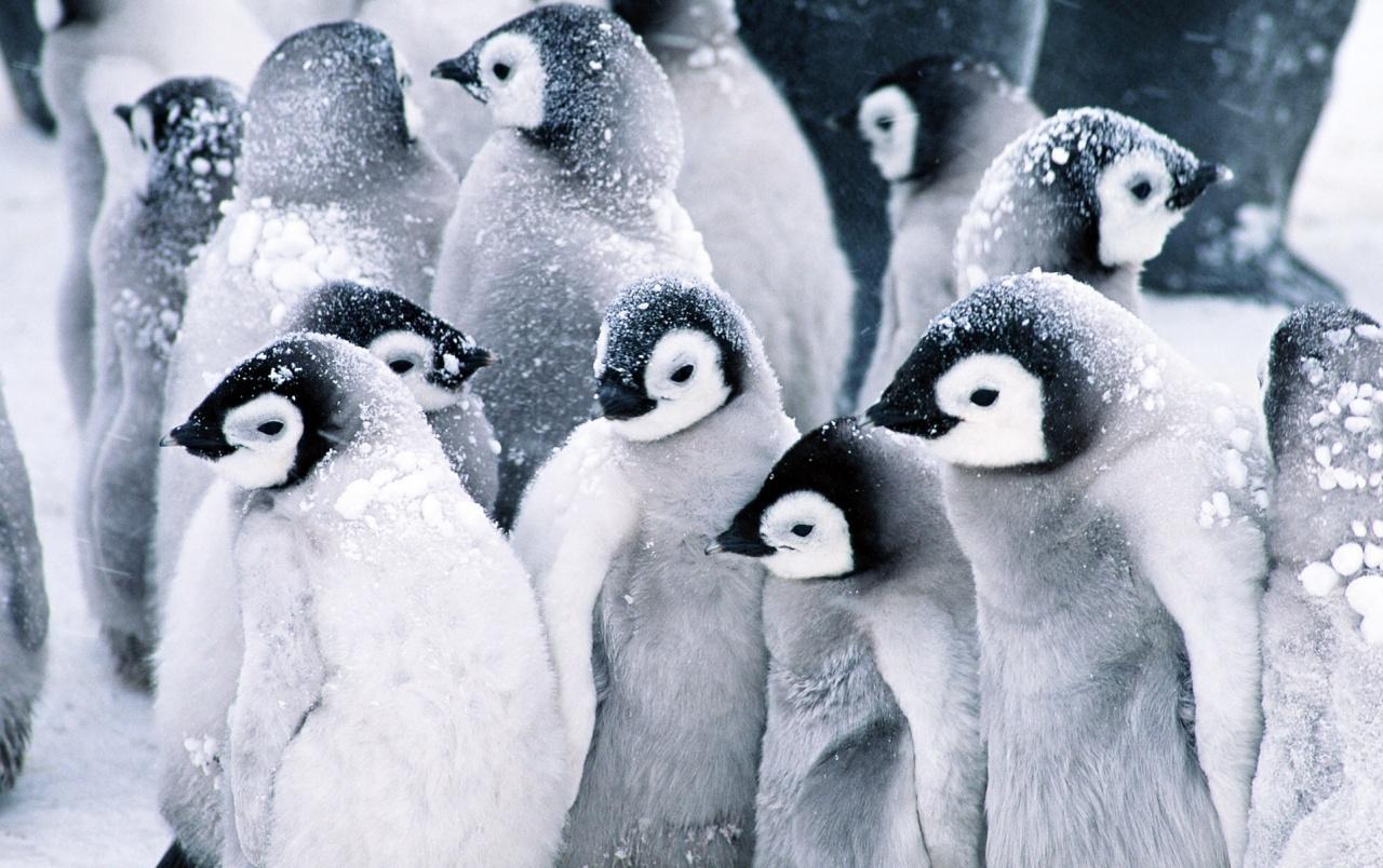 Frozen Penguins wallpaper. Frozen Penguins