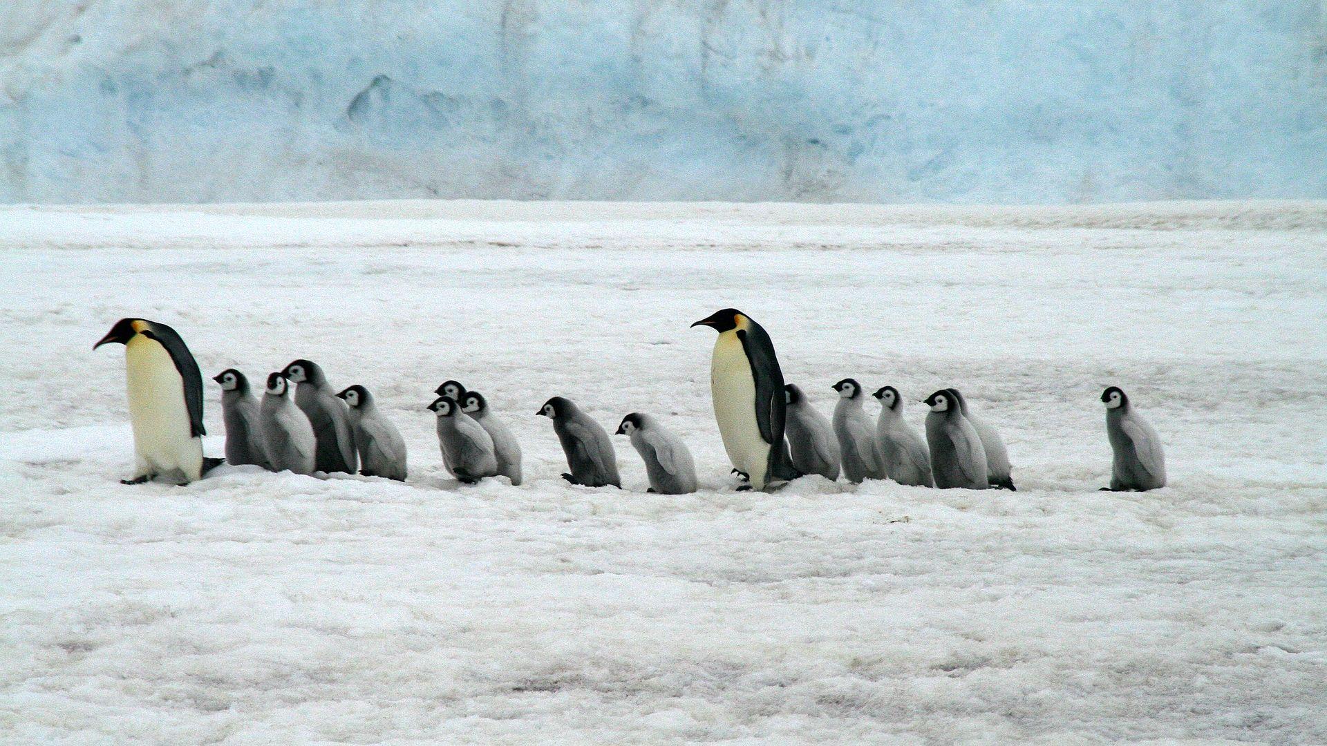 Emperor Penguins Antarctica Wildlife HD Wallpaper