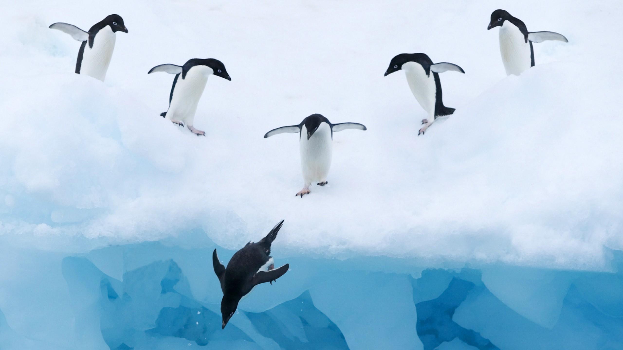 Birds Penguin in Antarctica HD #Wallpaper