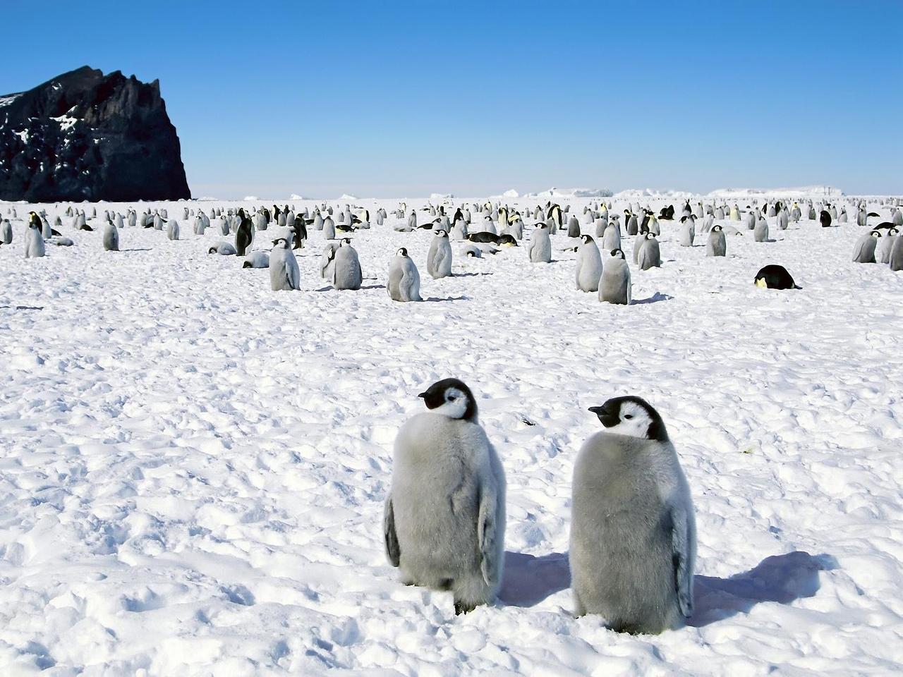 Download wallpaper 1280x960 penguins, antarctica, bird, walk