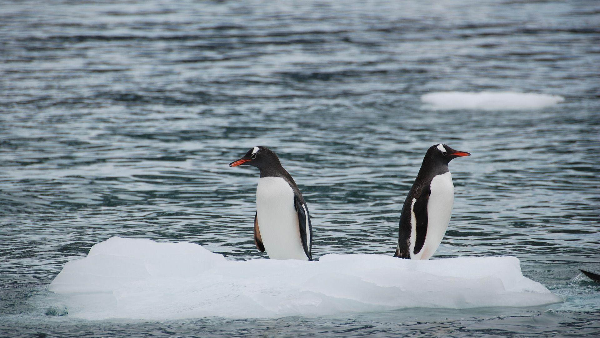 Penguins Antarctic Outdoor Blurred Background Wallpaper